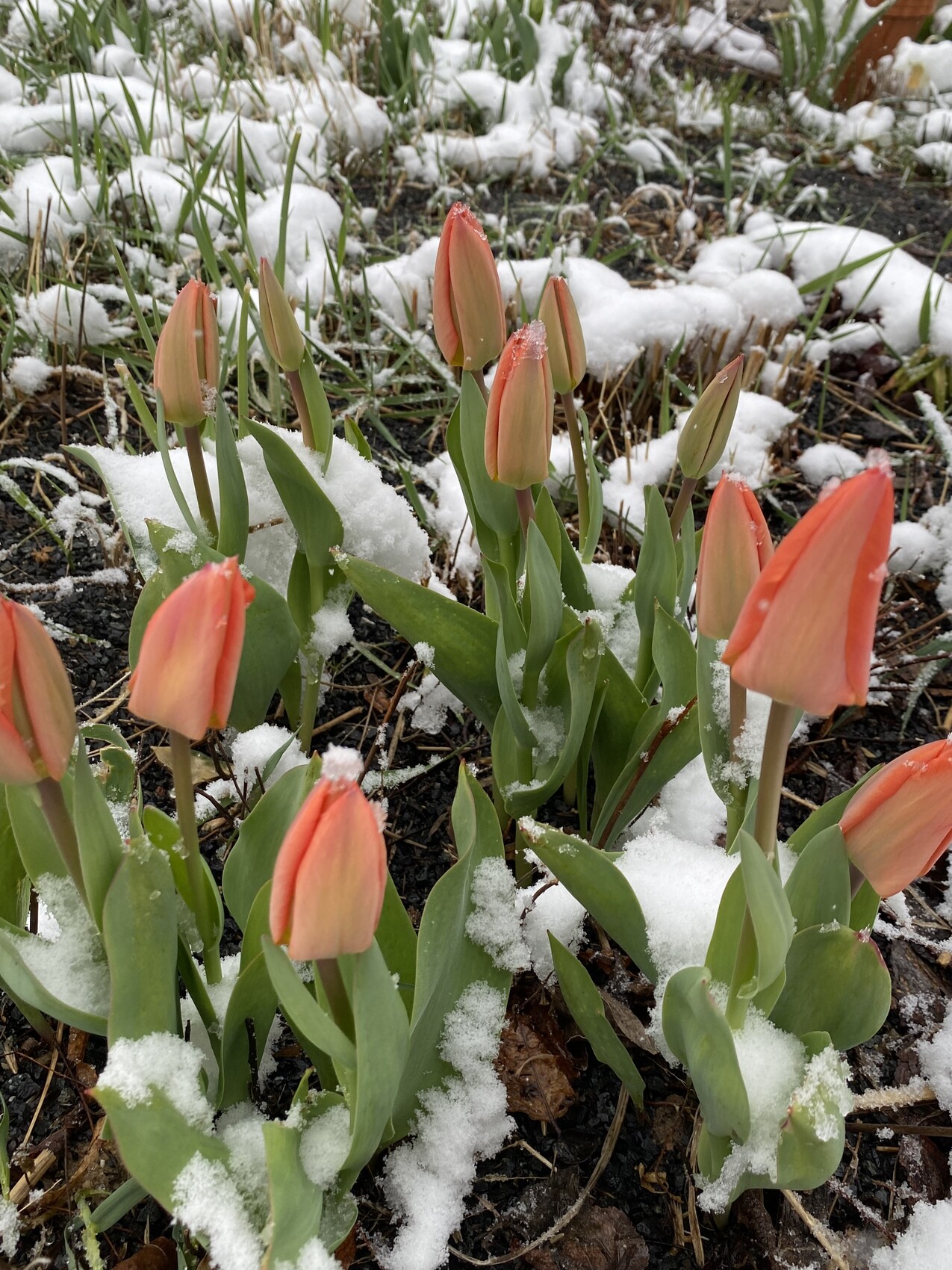 orange-tulpen-im-schnee-garten-winter.jpeg