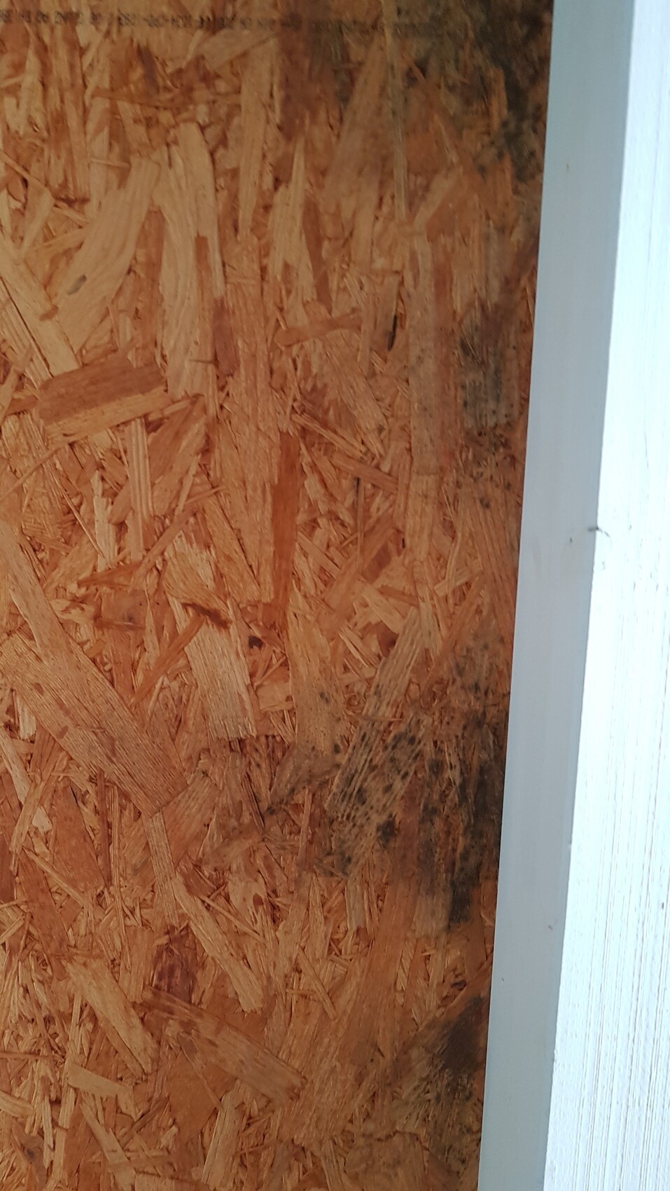 OSB-Plattenwand mit weißem Rahmen rechts; unten dunkle Verfärbungen.