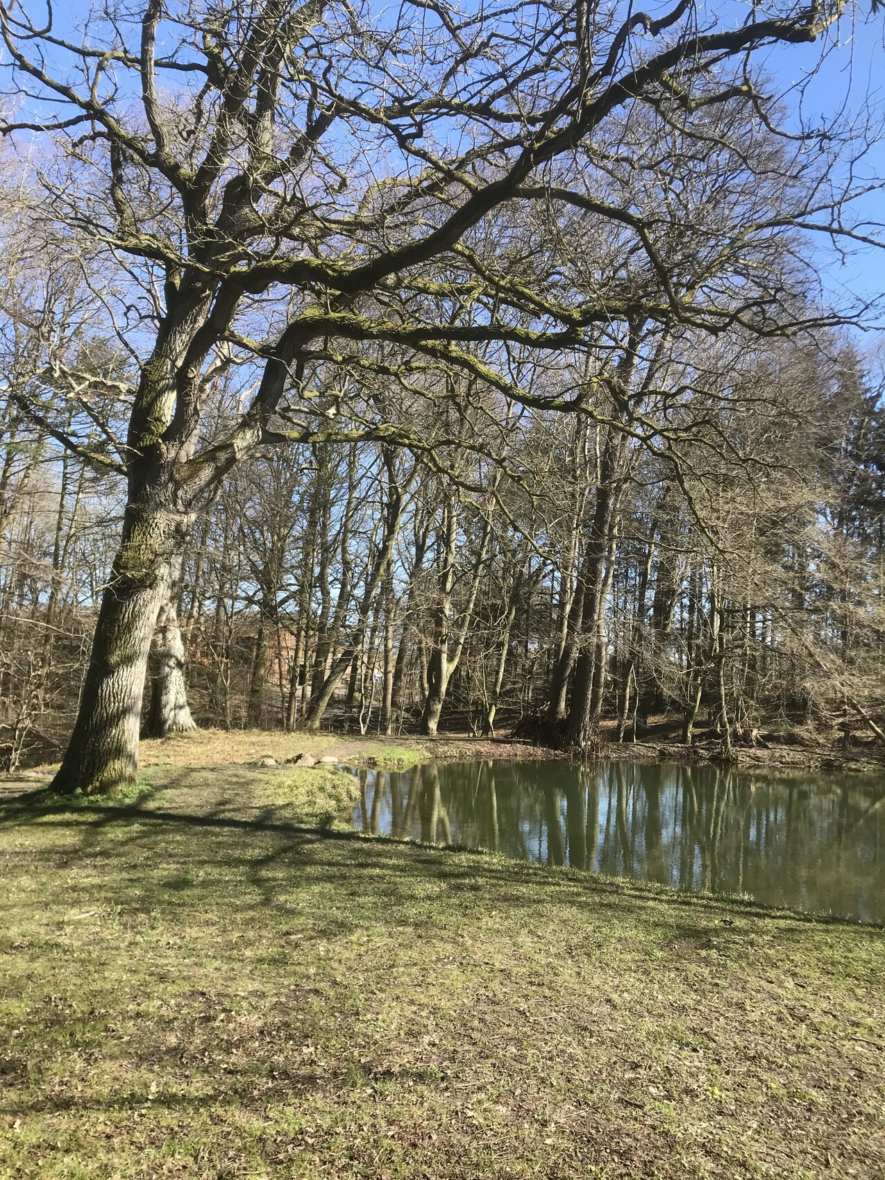 Große knorrige Bäume am Ufer eines ruhigen Teichs, Reflexionen im Wasser und blauer Himmel.