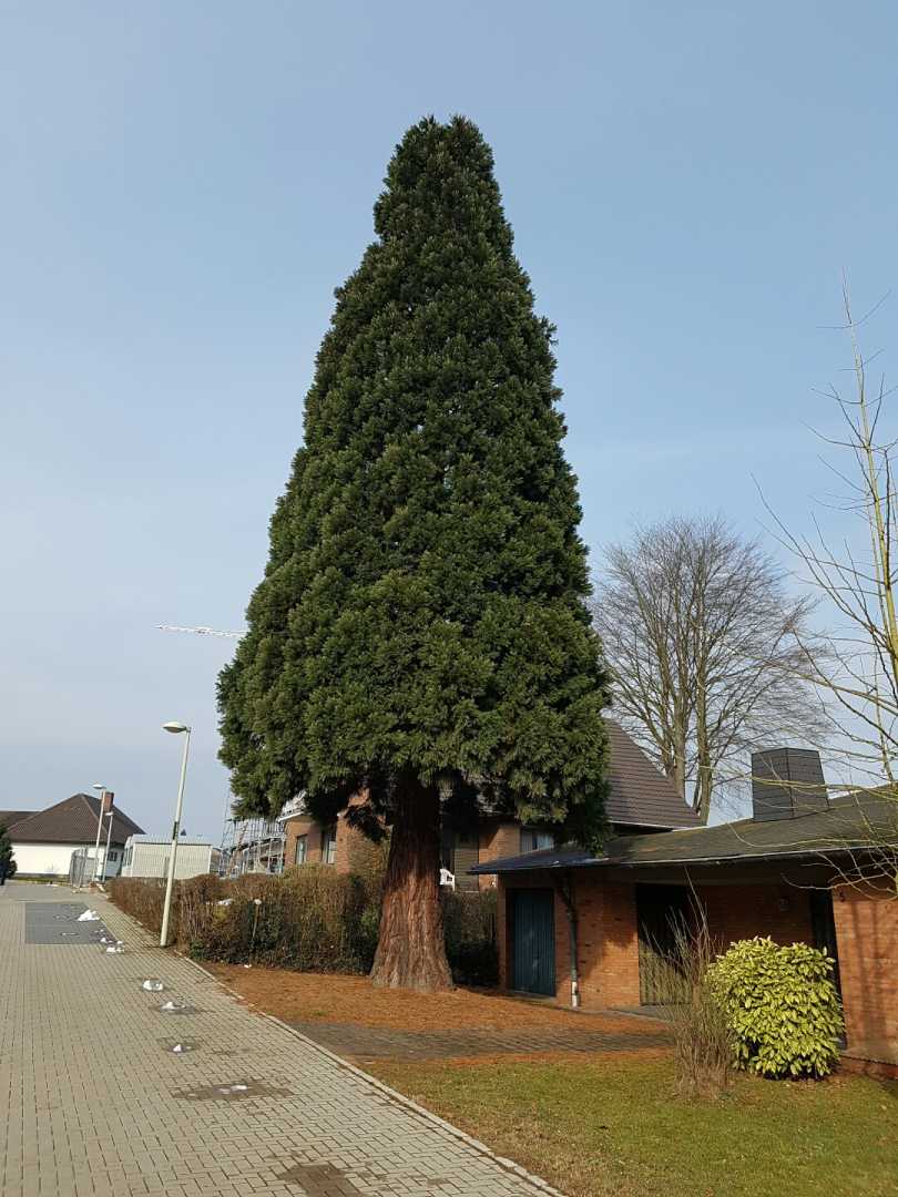 perspektive-fuer-mammutbaum-in-deutschem-vorgarten-198693-1.jpg