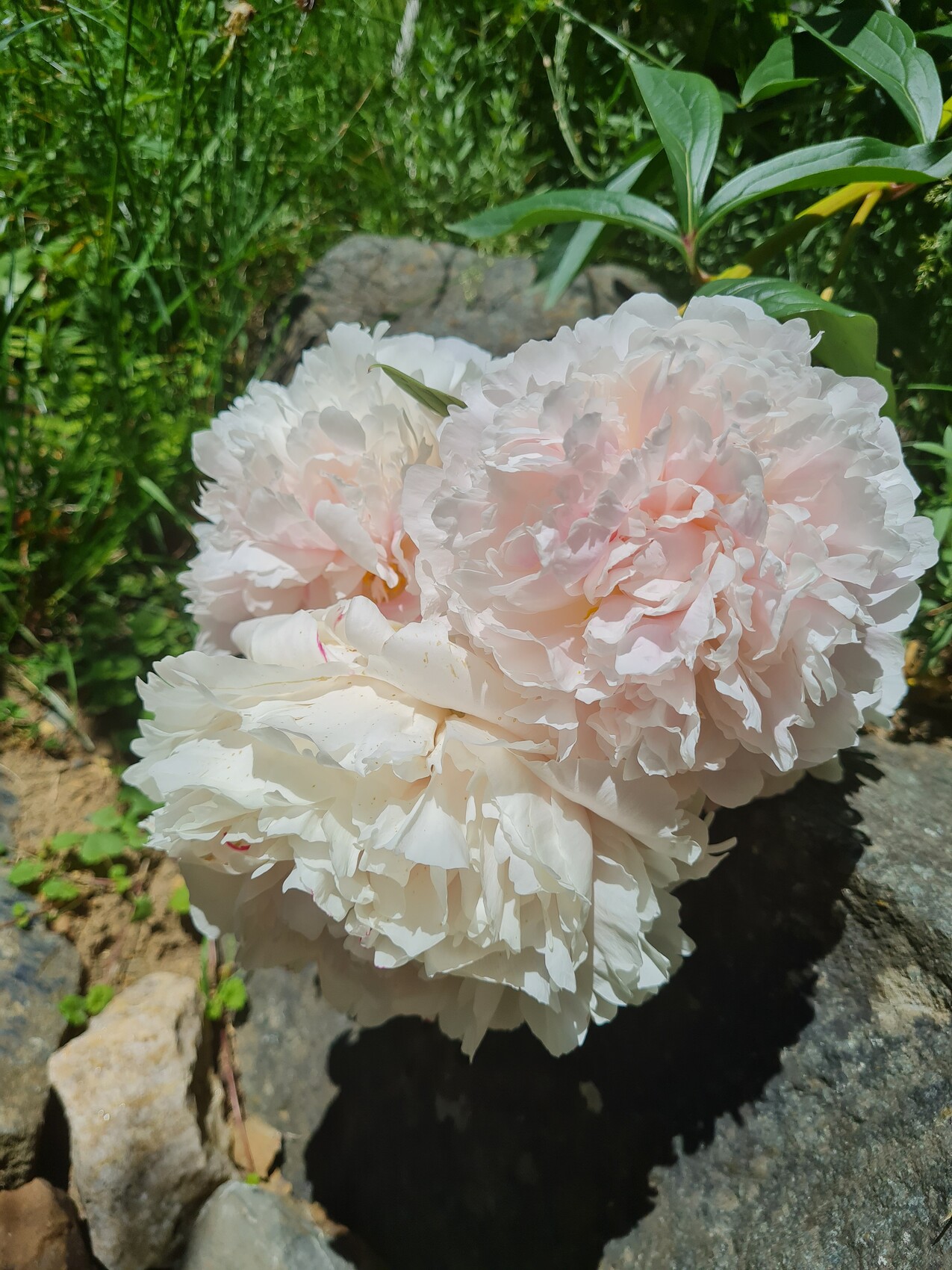 Zwei große rosa-weiße Pfingstrosen mit vielen Blütenblättern auf einem Stein im Garten.
