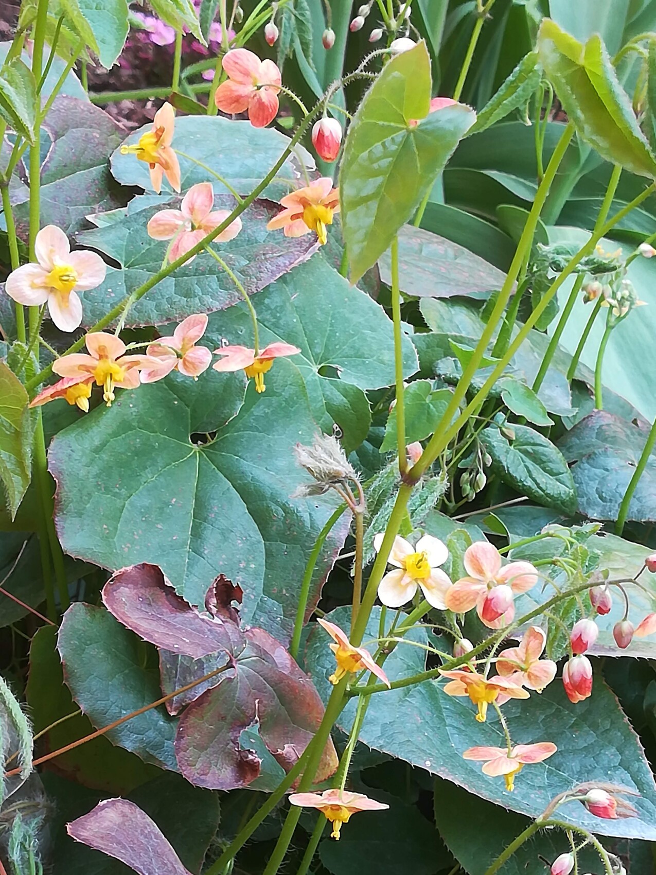 Nasturtium-Blüten pfirsichfarben mit gelbem Zentrum an grünen Stängeln; große Blätter.