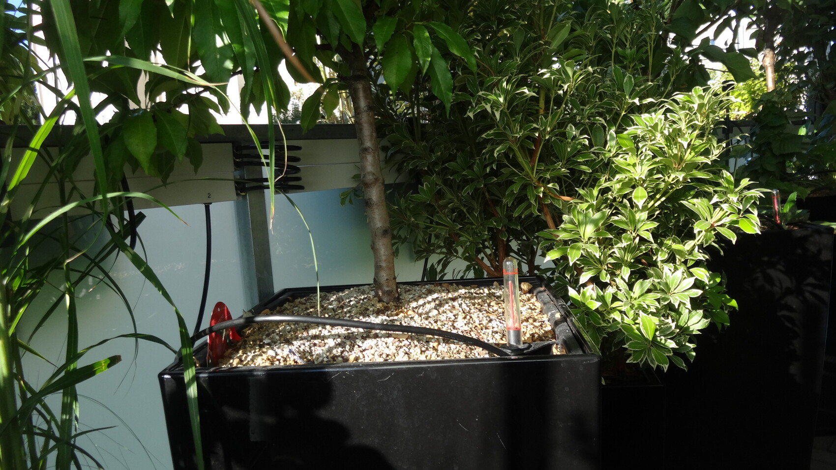 Großer Pflanzkübel mit Baum und grünem Strauch auf Terrasse, umgeben von weiteren Pflanzen.