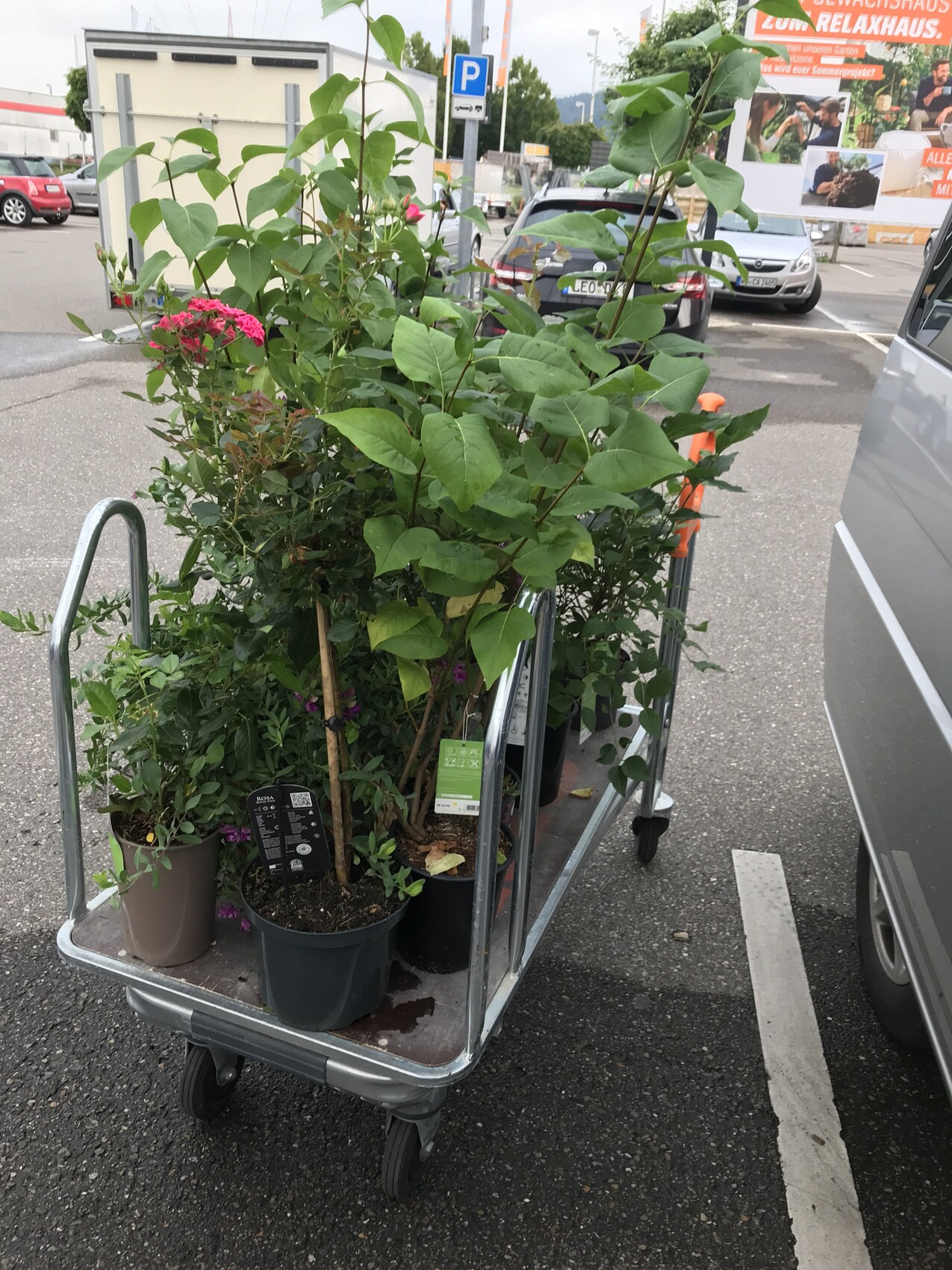 Transportwagen mit verschiedenen Topfpflanzen und Grünpflanzen auf Parkplatz; Autos im Hintergrund.