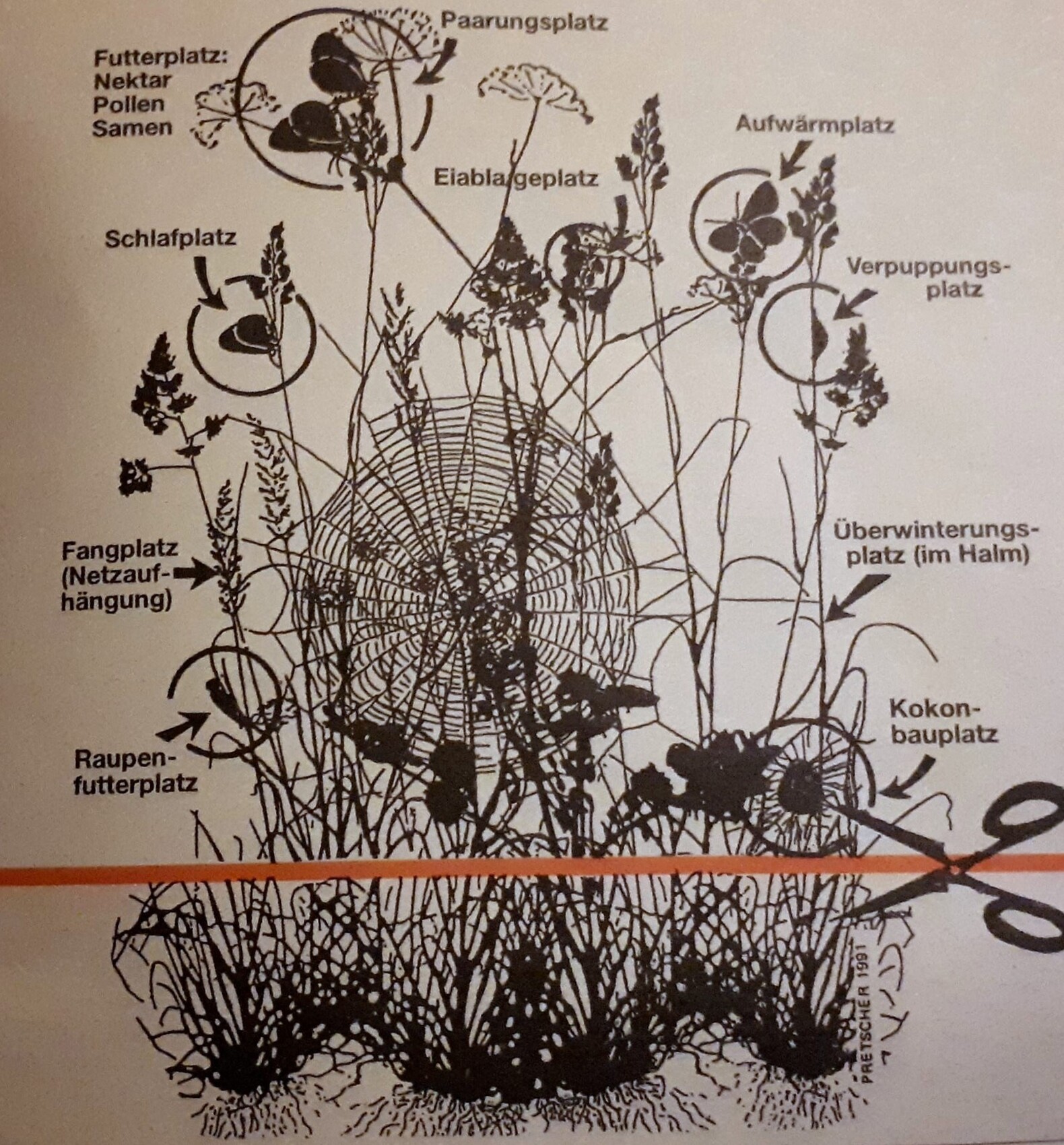 Skizze eines Beetes mit Insektenplätzen: Nektar, Eiablage, Verpuppung und Überwinterung.