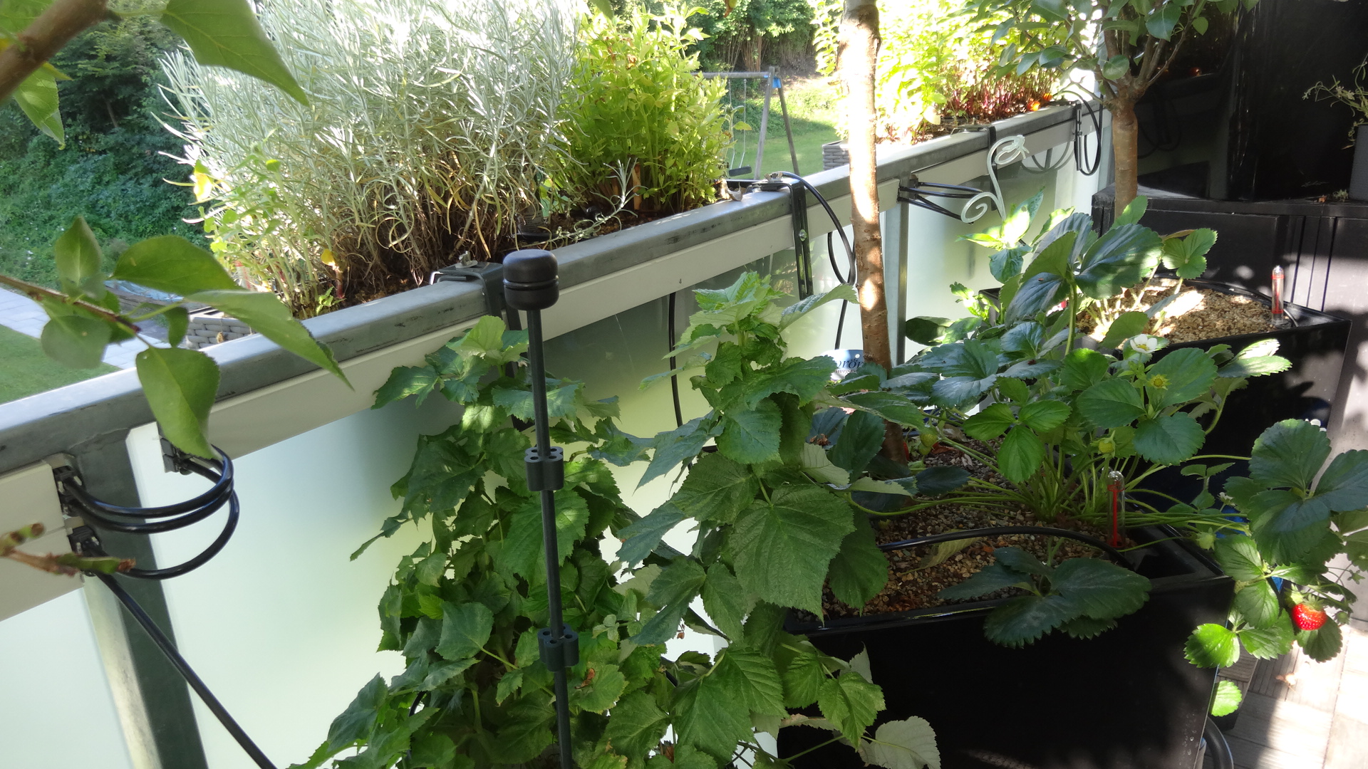 pflanzenbewaesserung-mit-rohren-auf-balkon-147498-6.JPG