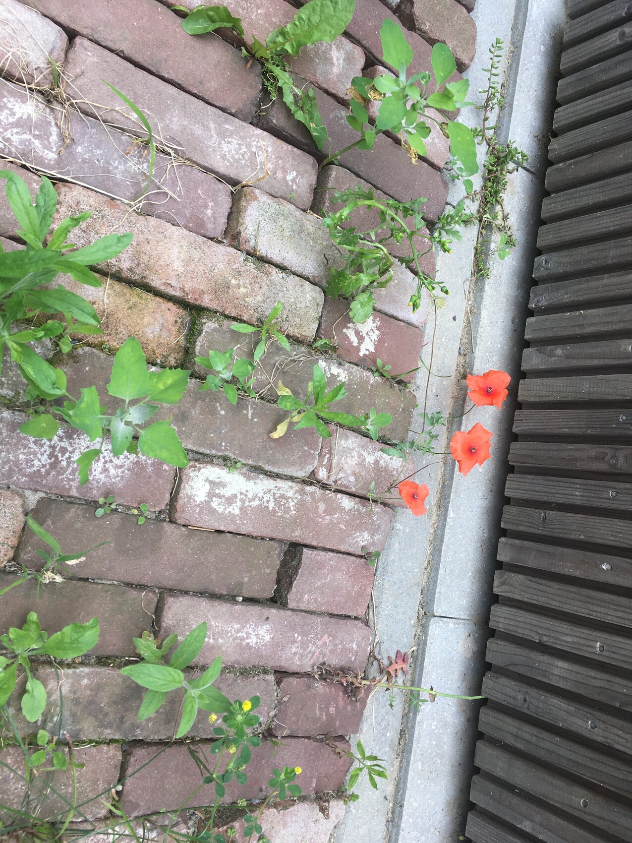 Rote Blüten wachsen zwischen brüchigen Pflastersteinen neben einer Betonrandkante.