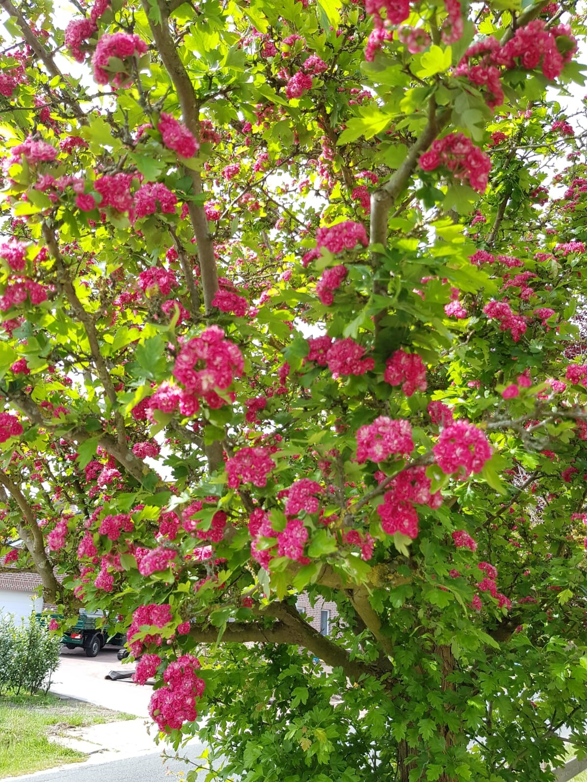 Zierbaum mit dichten pinkfarbenen Blütenkugeln, grüneBlätter, Straßenbild mit Autos im Hintergrund