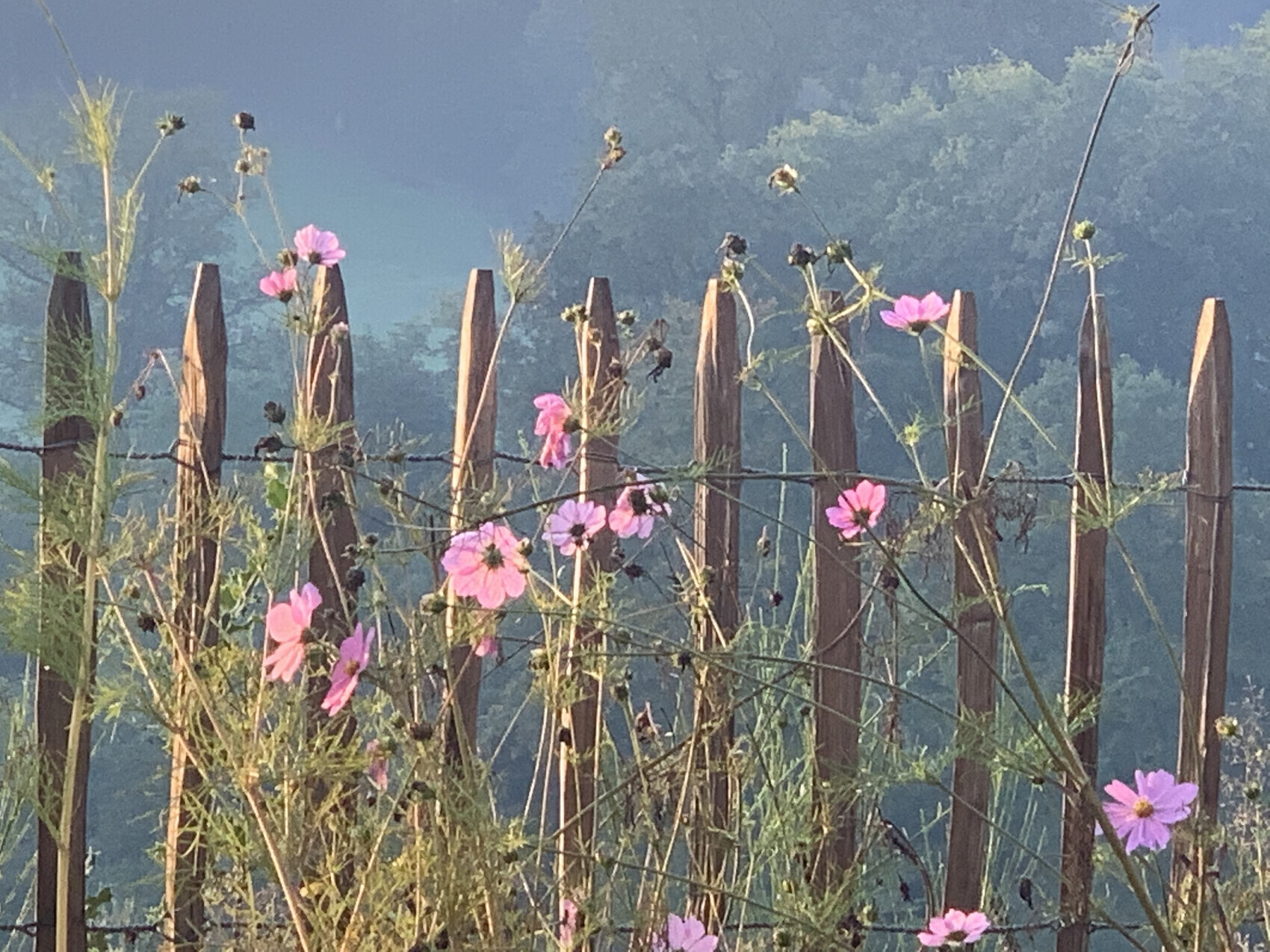 Rosa Kosmosblumen ranken an einem Holzzaun mit Stacheldraht vor grünem Hintergrund.