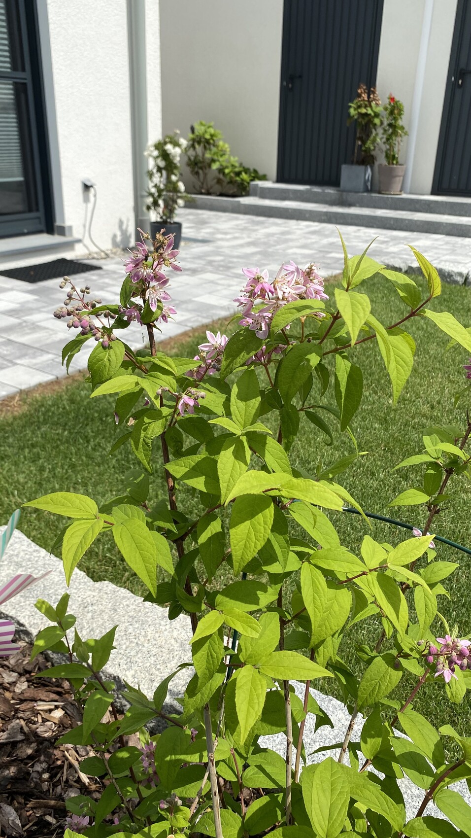 Blühender Strauch mit pinken Blüten im Garten vor einem modernen Haus mit dunklen Türen.