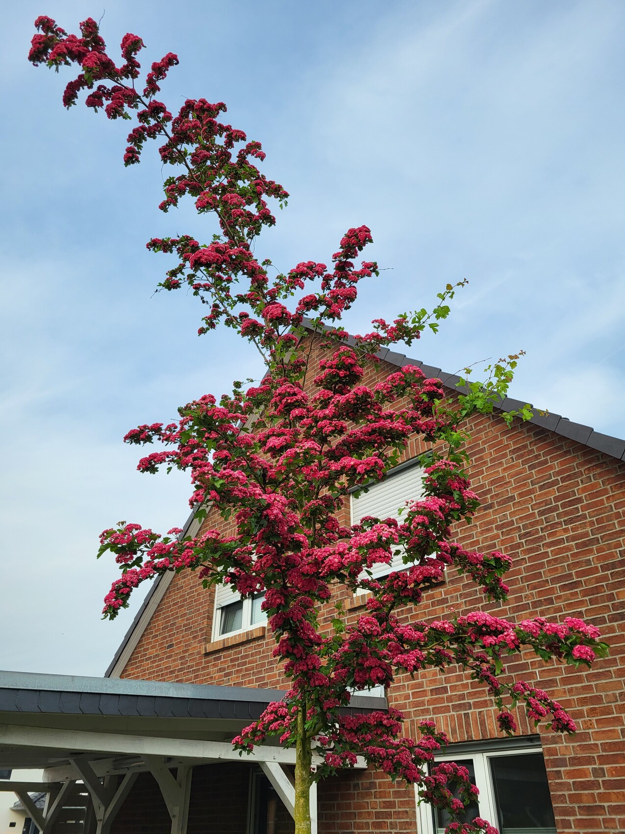 Blühender Baum mit rosa Blüten vor rotem Backsteinhaus, blauem Himmel.