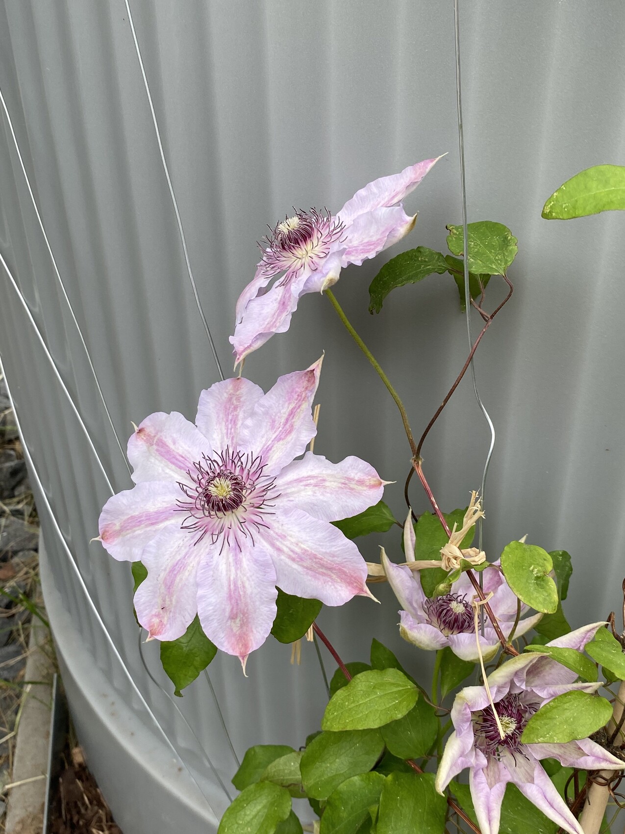 Mehrere hellrosa Klematisblüten mit violetten Staubfäden vor grauer Metallwand.