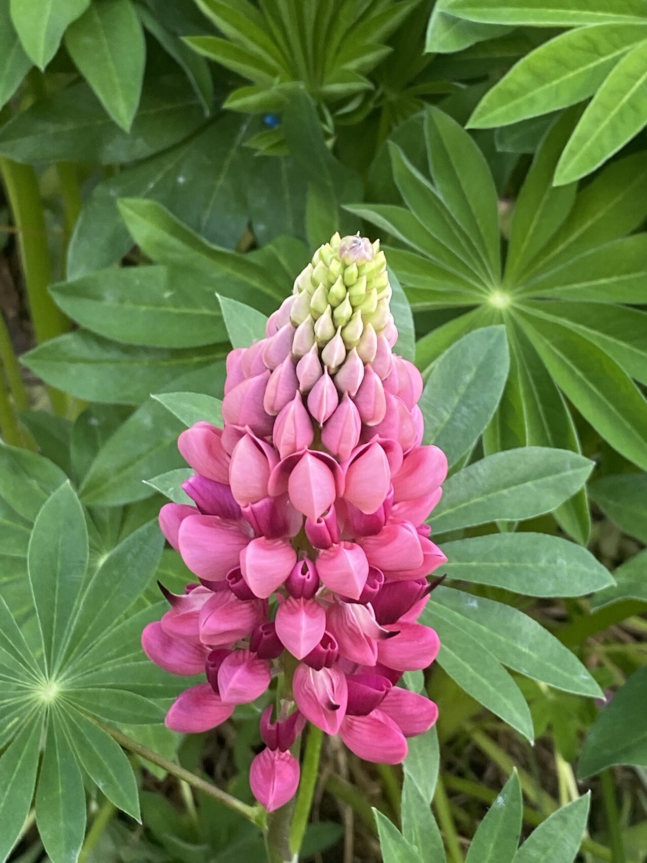 Pink-lila Lupinenblüte in kegelförmigem Blütenstand, umgeben von grünen, fächerförmigen Blättern.