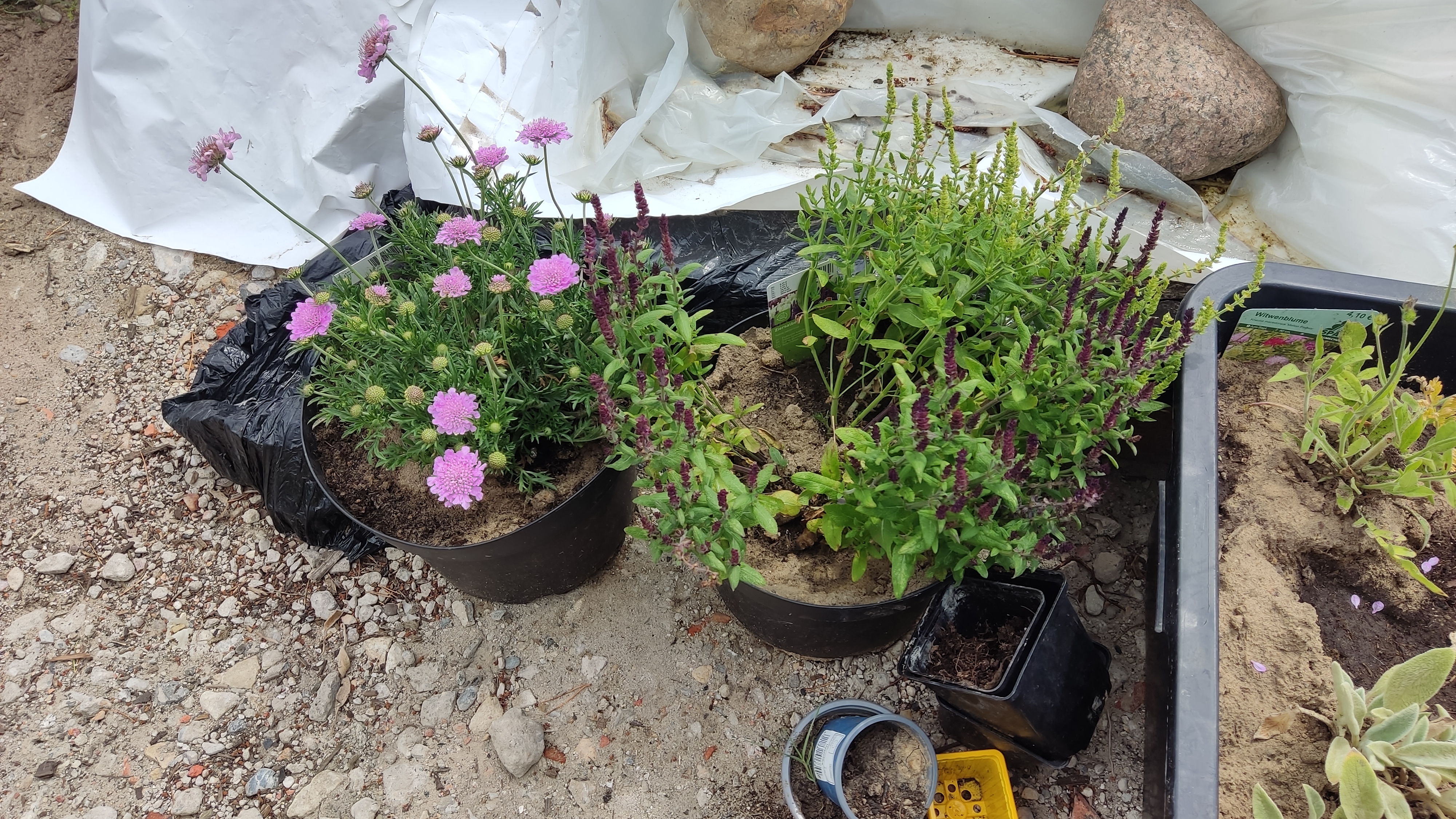 pink-rosafarbene-blumen-im-gartenbereich.jpg