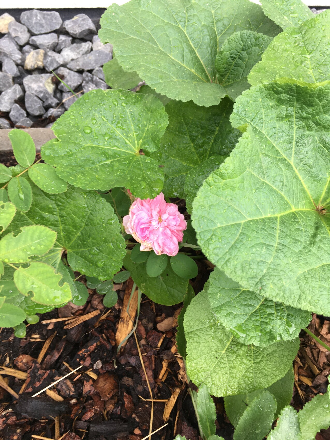 Pinkfarbene Rosenblüte im Garten, von großen grünen Blättern umgeben