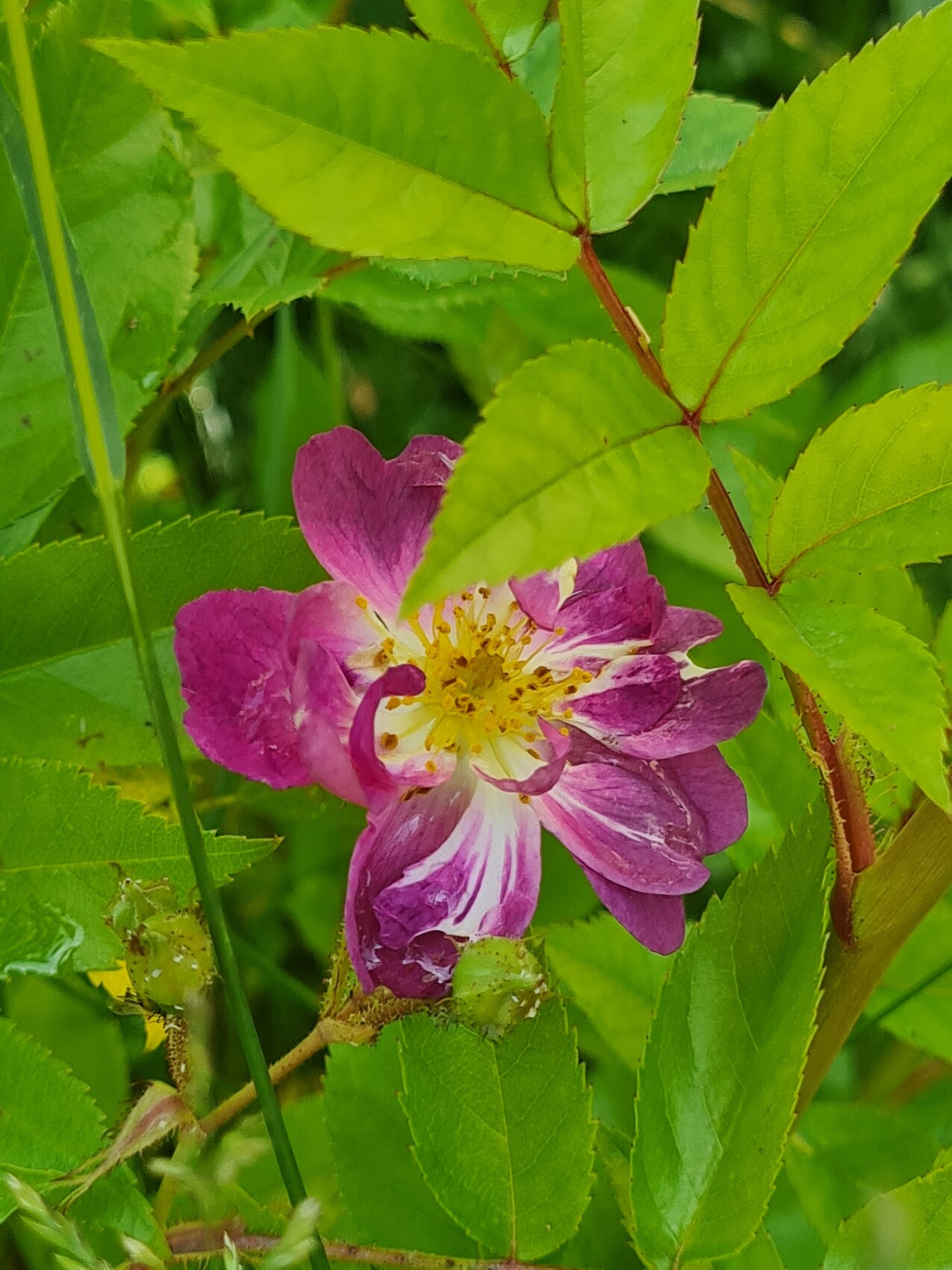 Pinkfarbene Rosenblüte mit gelben Staubgefäßen, umgeben von grünem Laub.