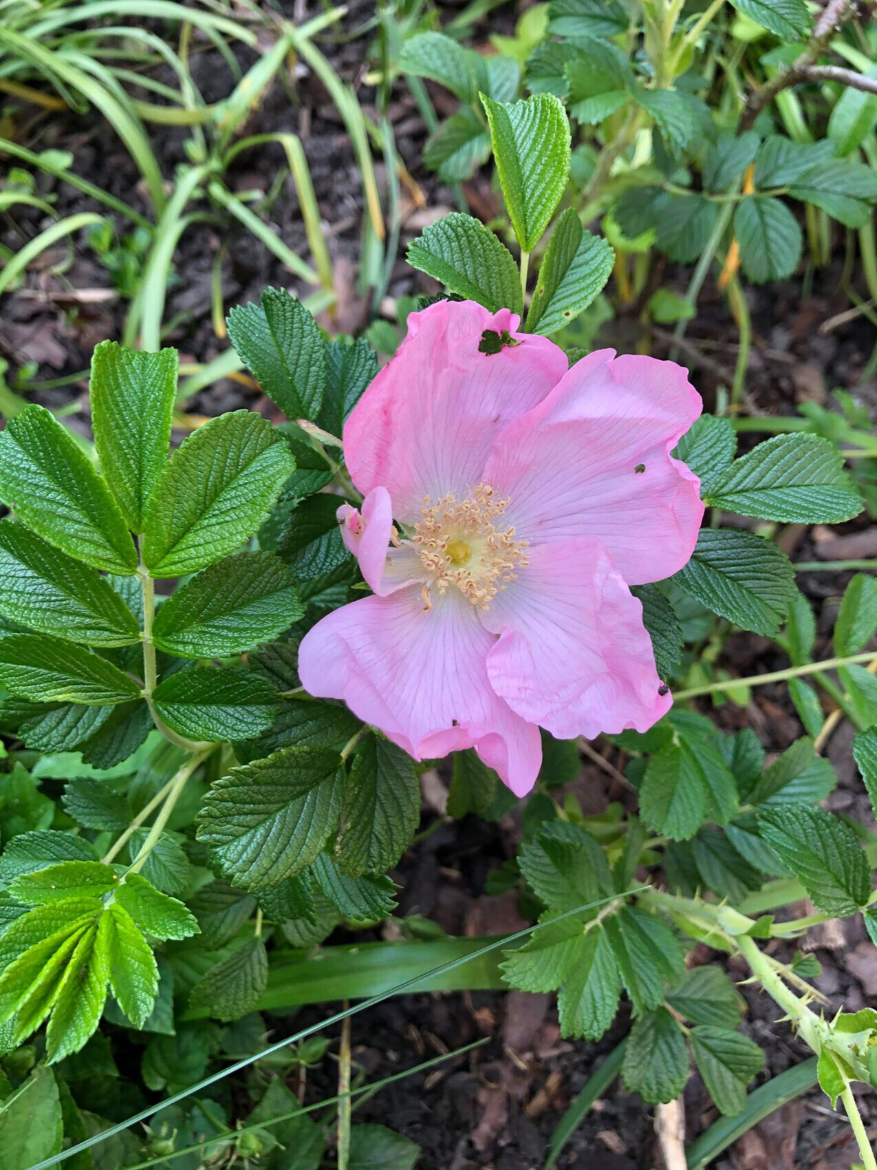 Pinkfarbene Rosenblüte mit grünem Laub im Garten
