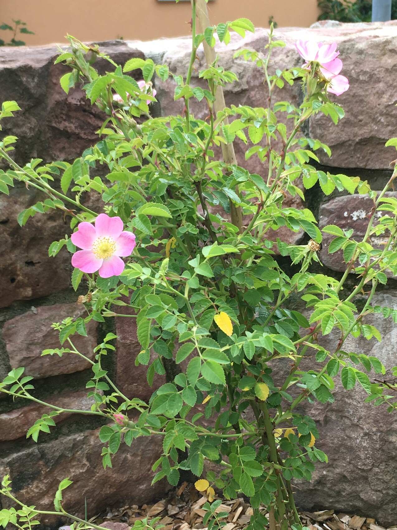 Rosenbusch mit rosa Blüte vor einer Steinmauer im Garten