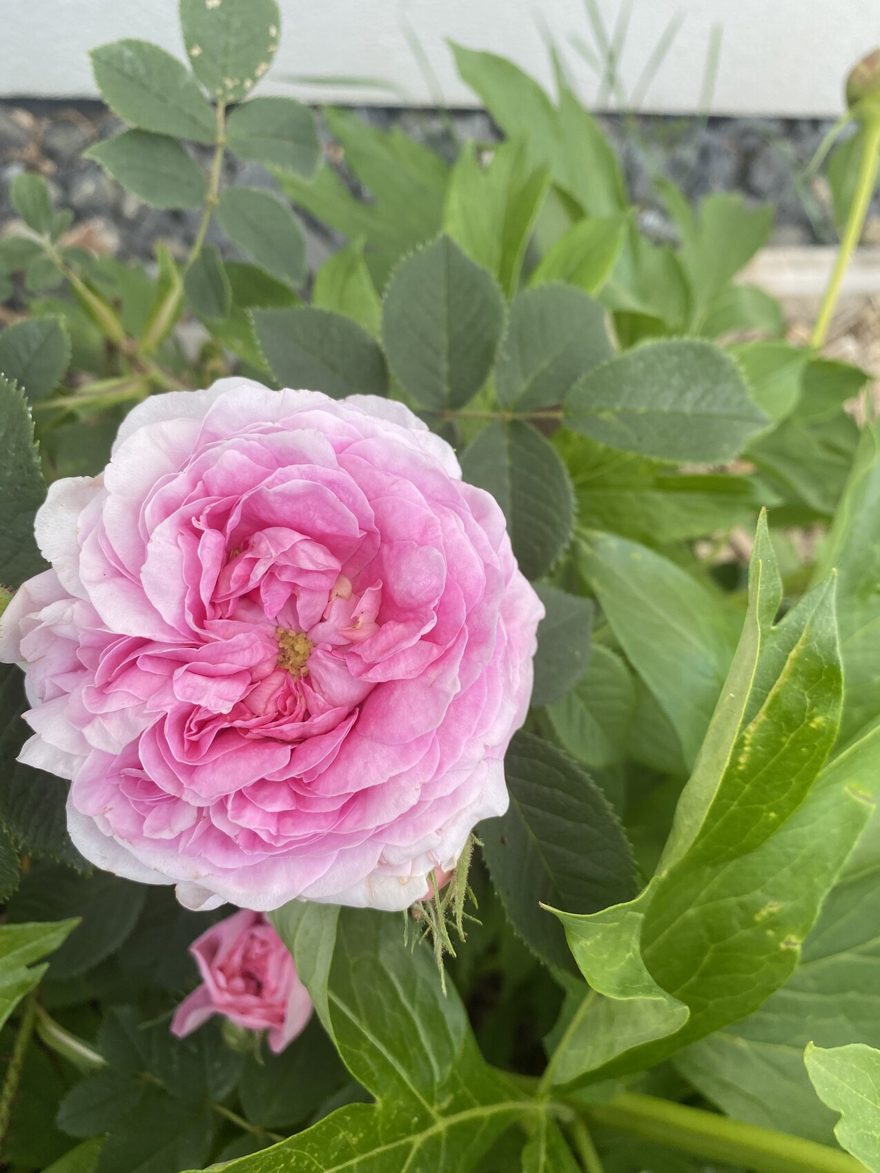 Große pinke Rosenblüte mit vielen Blütenblättern vor grünem Blattwerk.