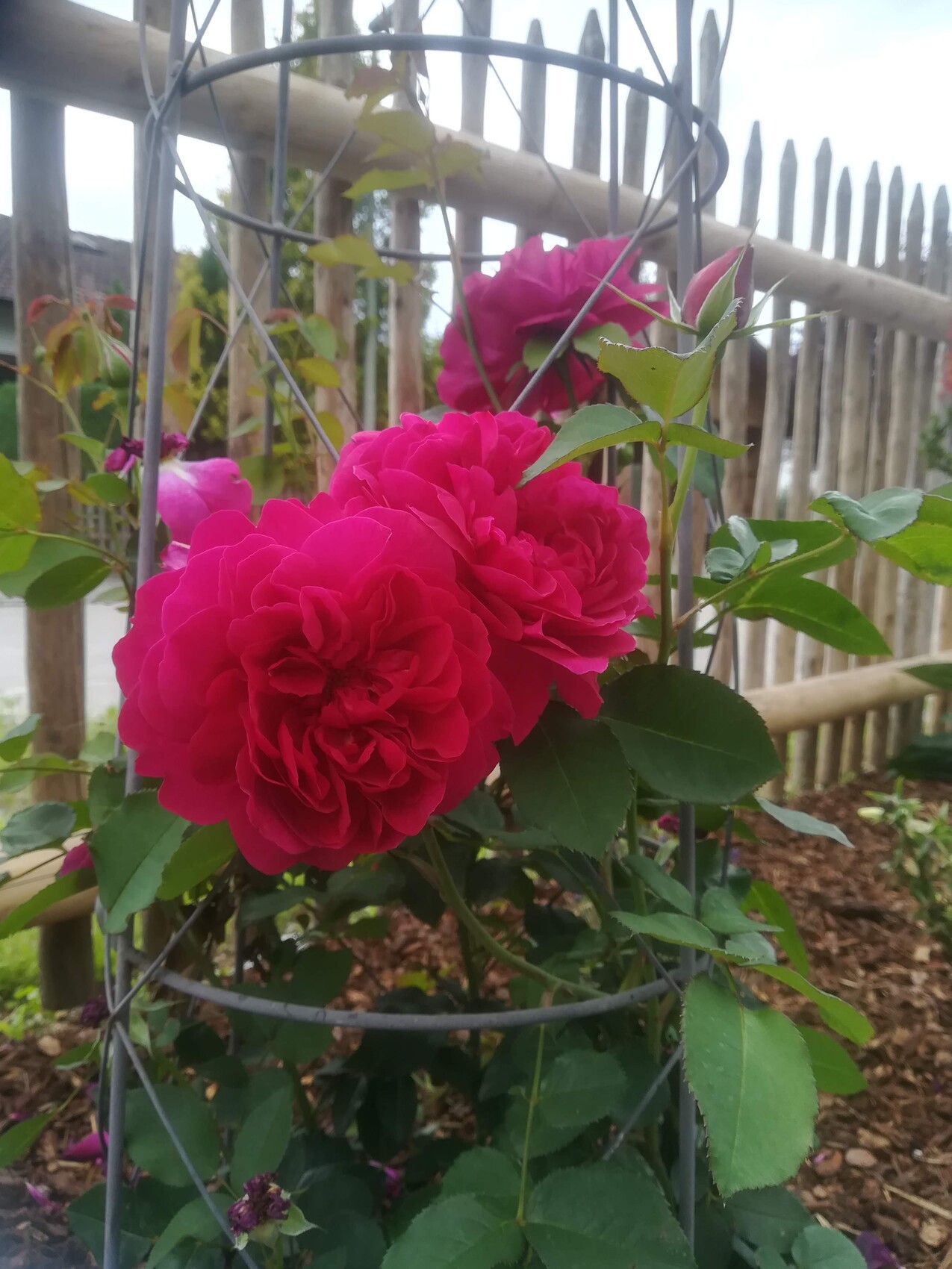 Große pinke Rosen an einer Rankhilfe vor Holzzaun; grüne Blätter und Mulchboden.