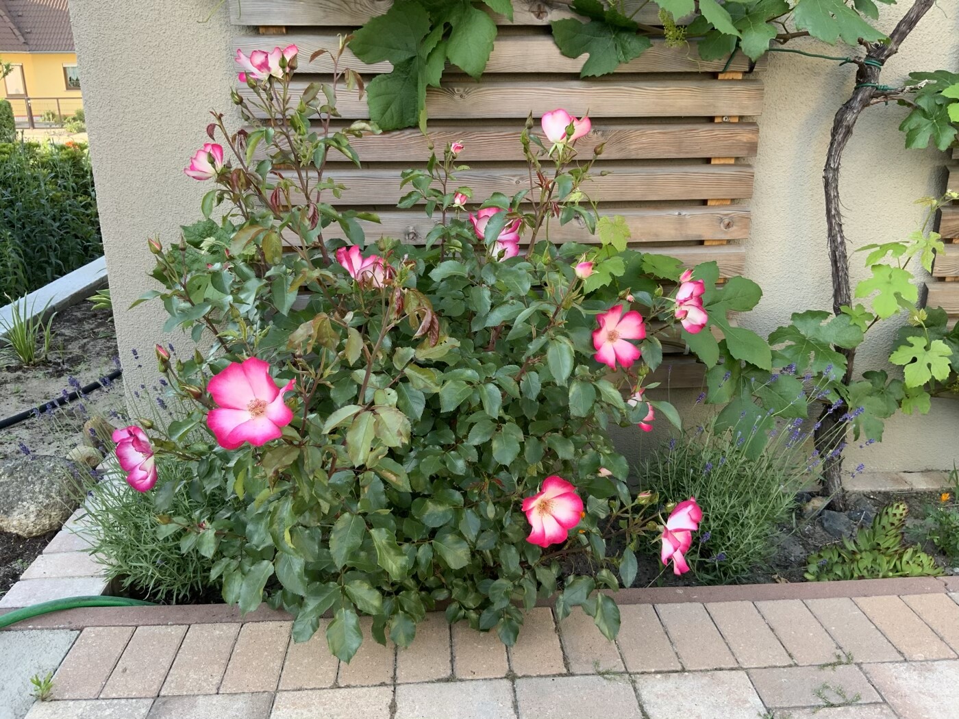 Rosenstrauch mit pink-weißen Blüten vor einer Holzwand im Garten.