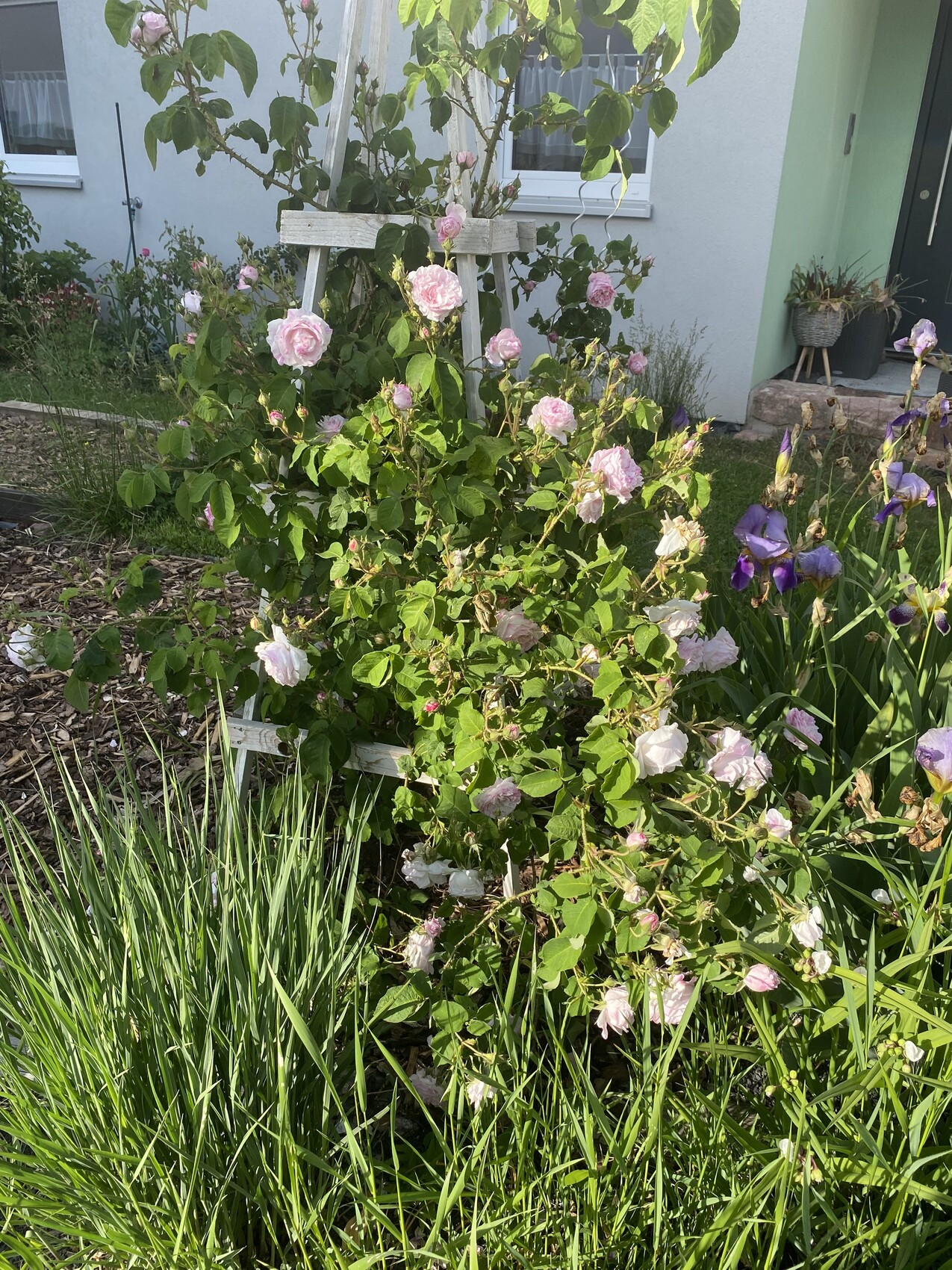 Rosenstrauch mit rosa Blüten am Holztrellis, grüne Blätter, Iris daneben, Haus im Hintergrund.