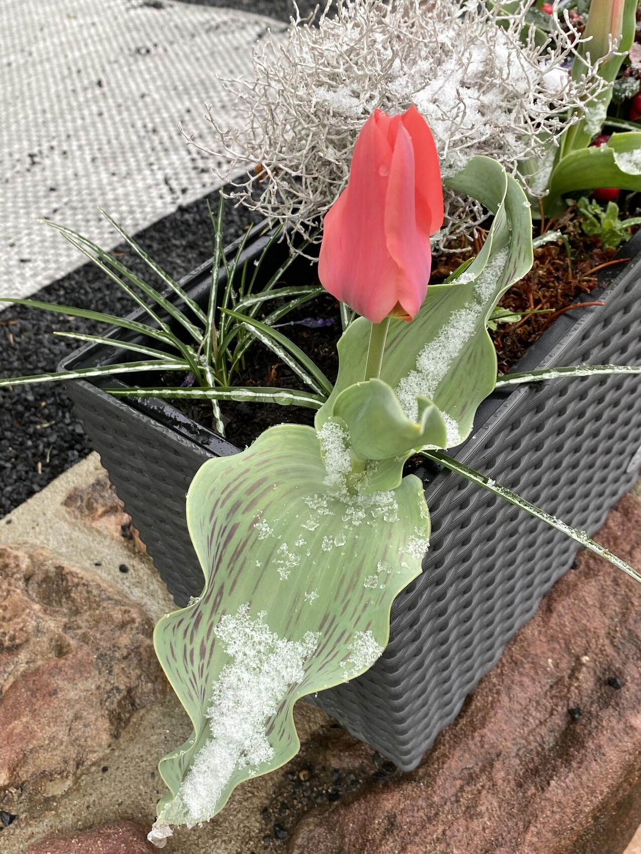 pink-tulpe-im-pflanzkasten-mit-frost.jpeg