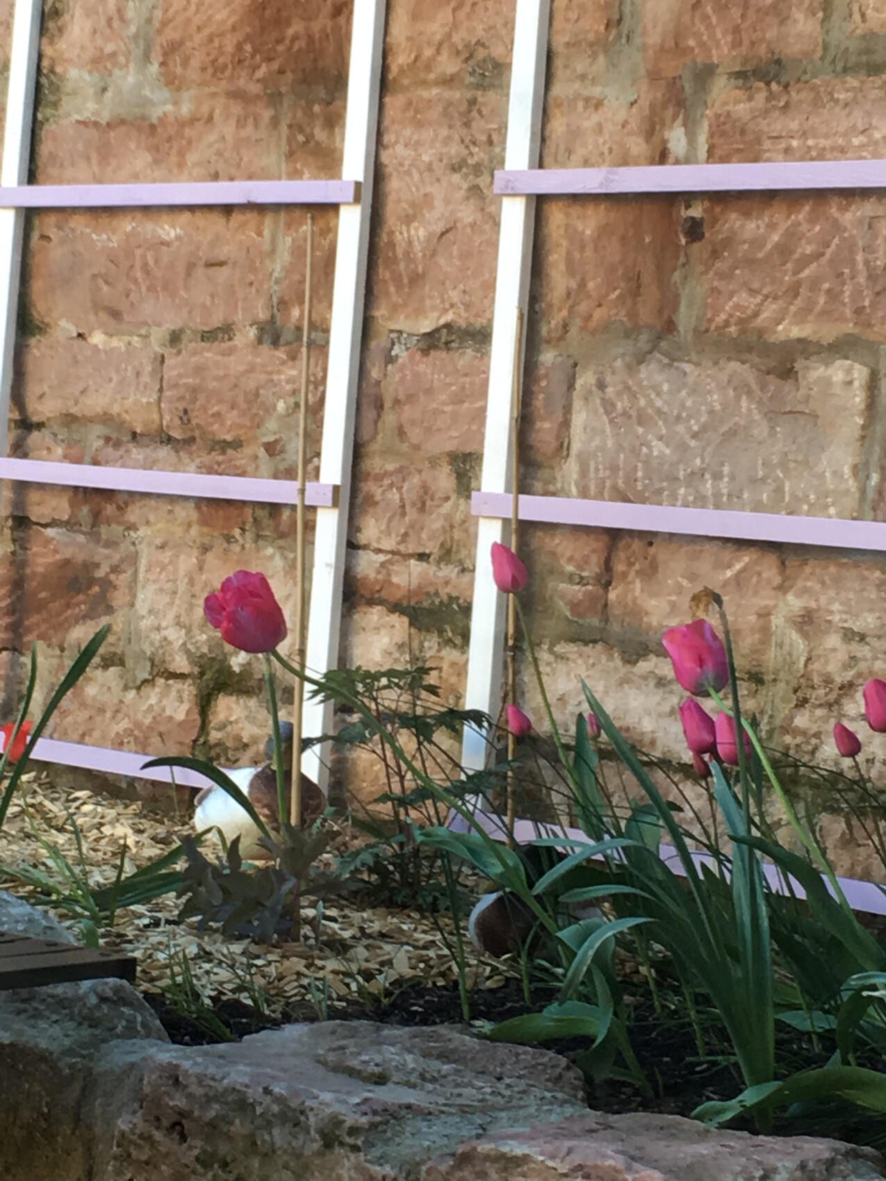 Pinkfarbene Tulpen im Garten vor einer Steinmauer mit lilafarbenen Streben.
