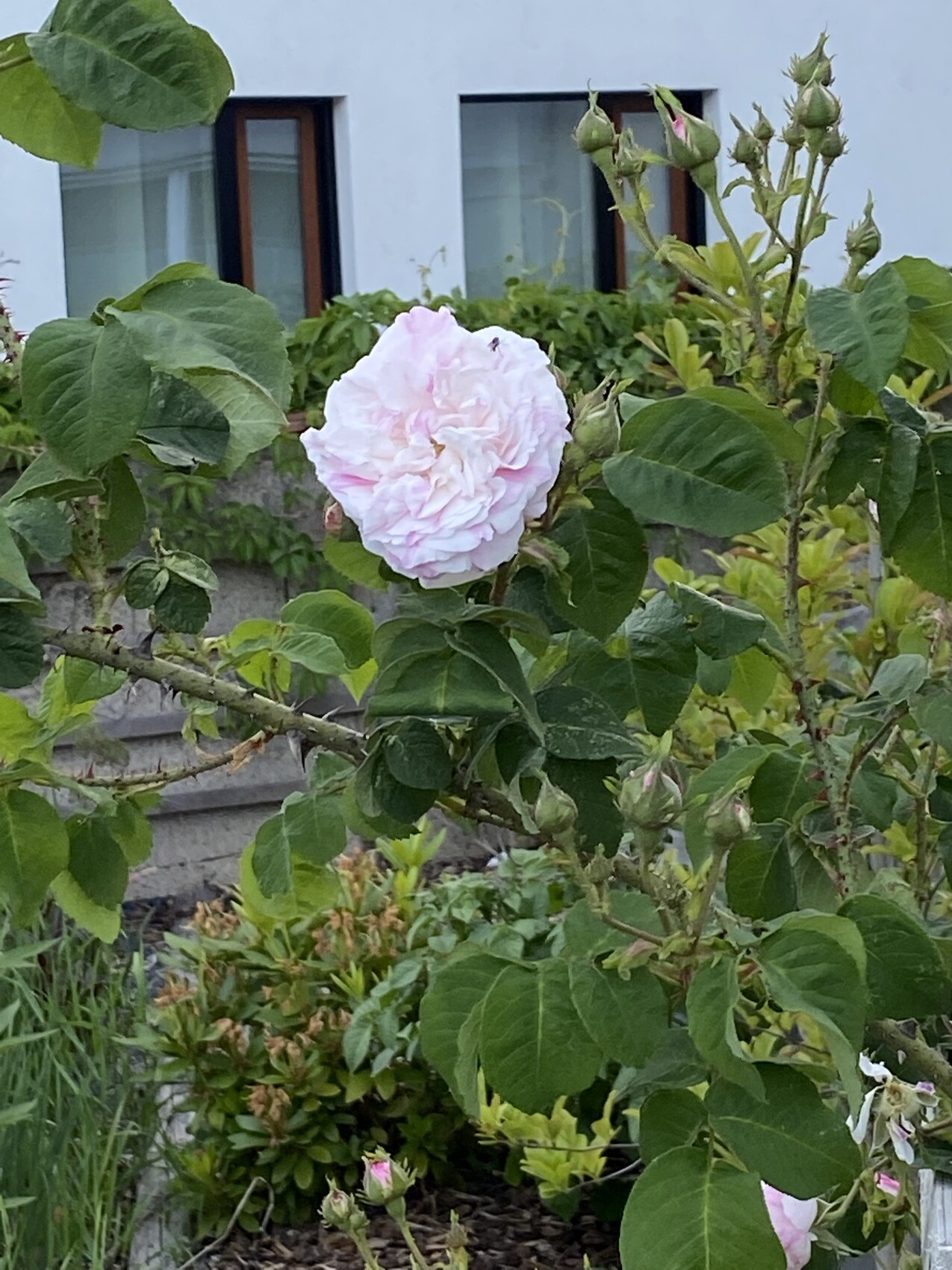 Große hellrosa Rose im Rosenbusch mit grünen Blättern vor blauem Haus mit Fenstern.
