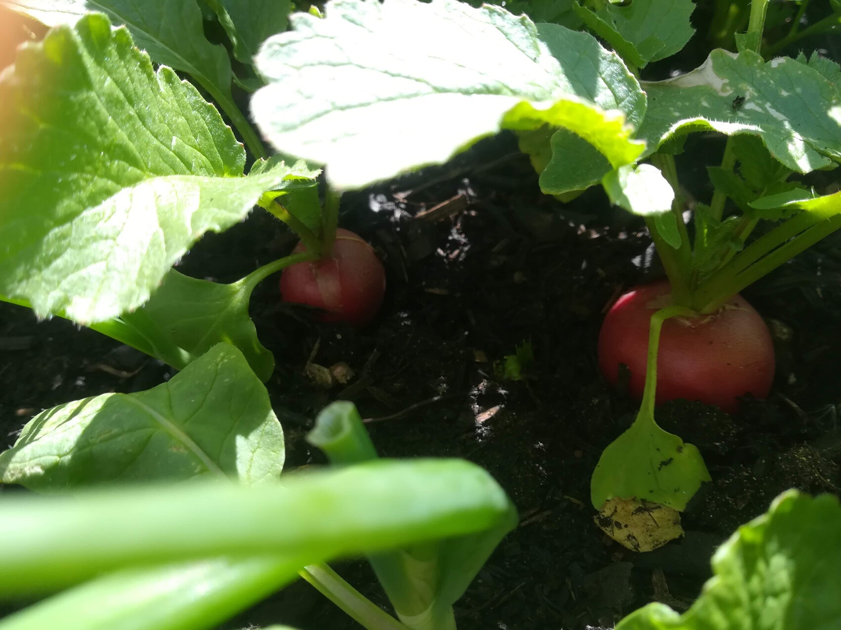 Radieschen im Beet mit grünen Blättern, rote Knollen sichtbar im Boden.