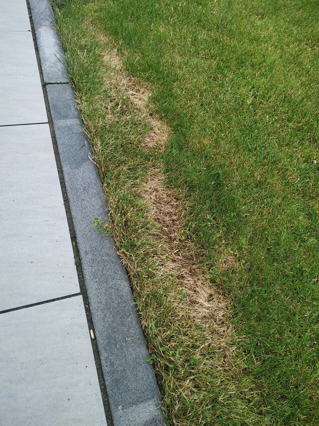 Gehwegplatten links, Bordstein, daneben braunes, trockenes Gras neben grünem Rasen