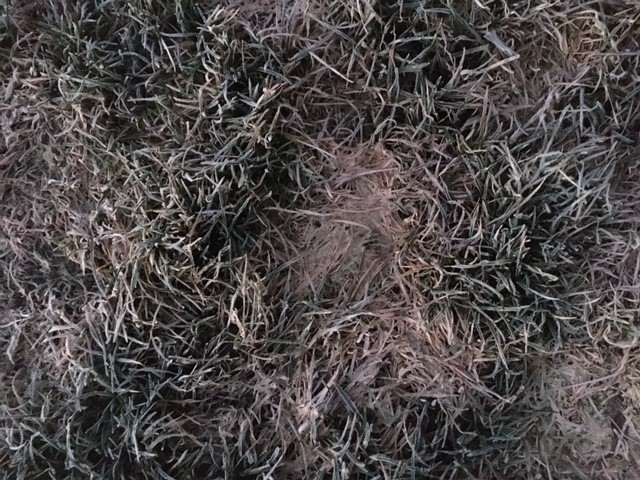 rasenpflege-nach-winter-wie-gehe-ich-vor-476280-2.jpg