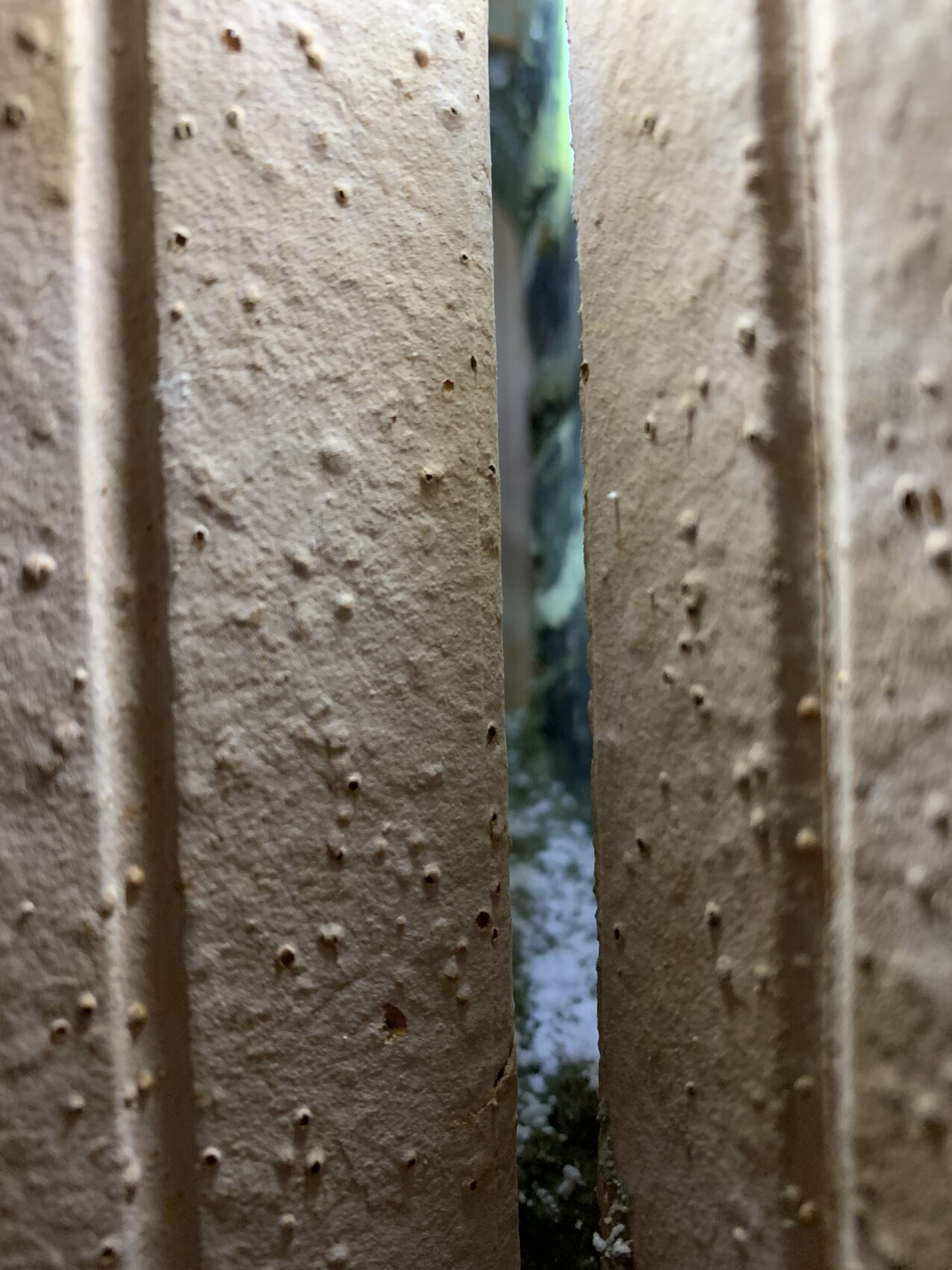 Nahaufnahme zweier beiger, rauer Stäbe mit Noppen; Blick durch Spalt auf Garten.