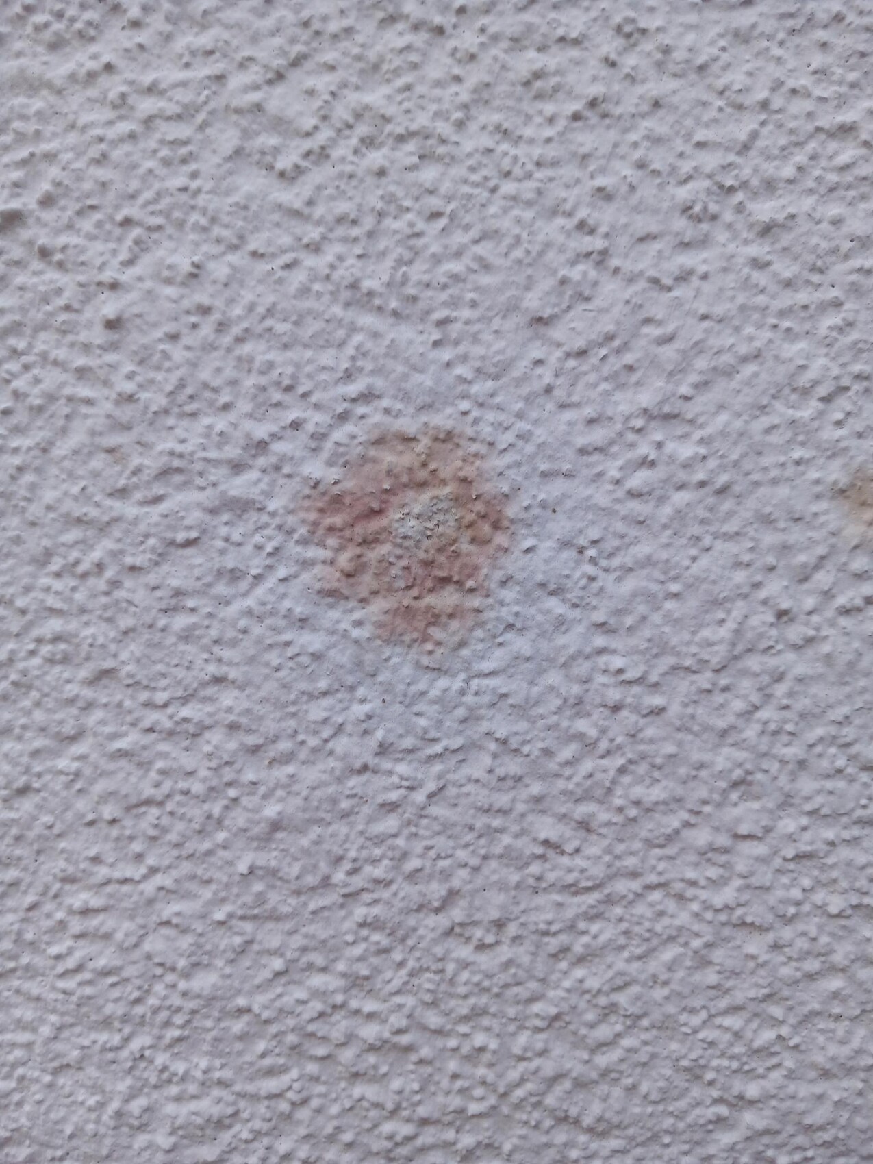 Kleiner rötlicher Fleck auf rauer weißer Wandtextur.