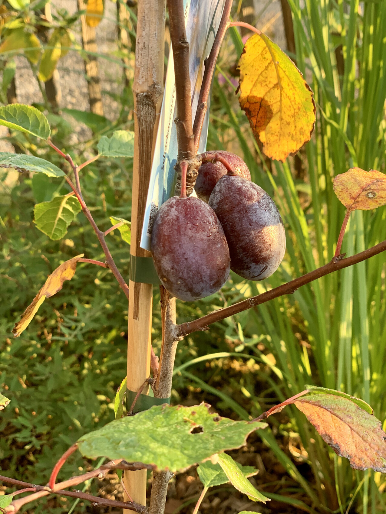 Zwei dunkle Pflaumen hängen an einem Ast mit Etikett, umgeben von grünem Laub im Garten.