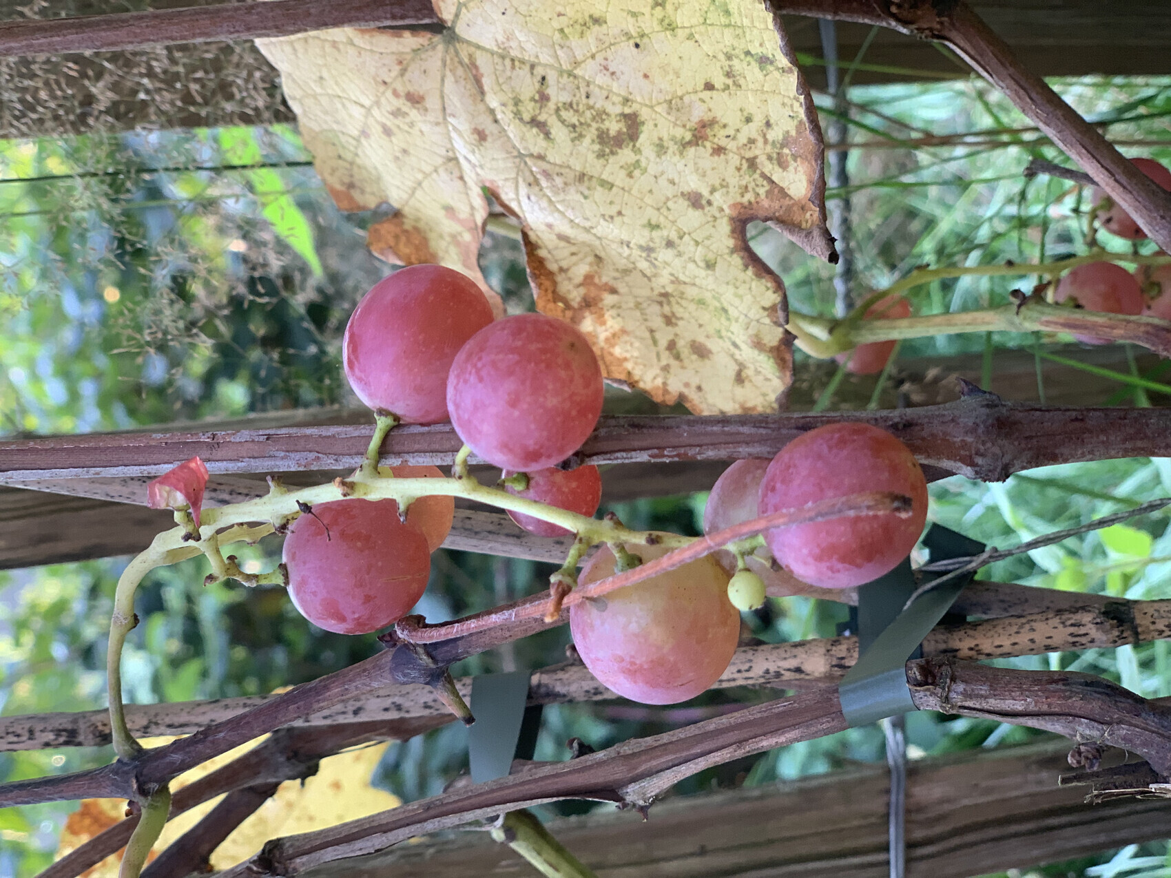 Rote Weintrauben hängen an einer Rebe mit braunen Stängeln, Herbstlaub im Hintergrund.