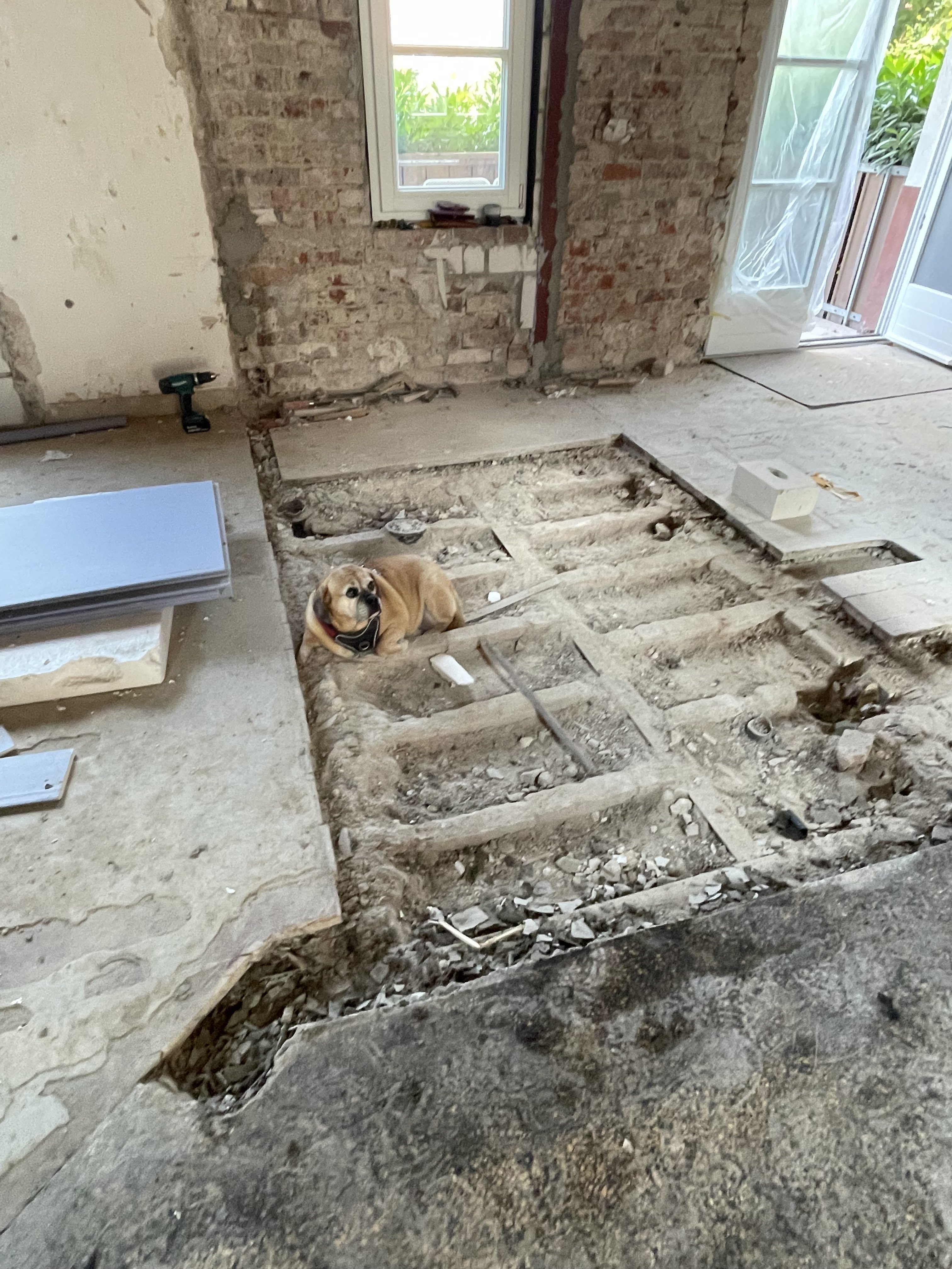 renovierung-bodenarbeiten-im-hausbau-mit-hund.jpeg