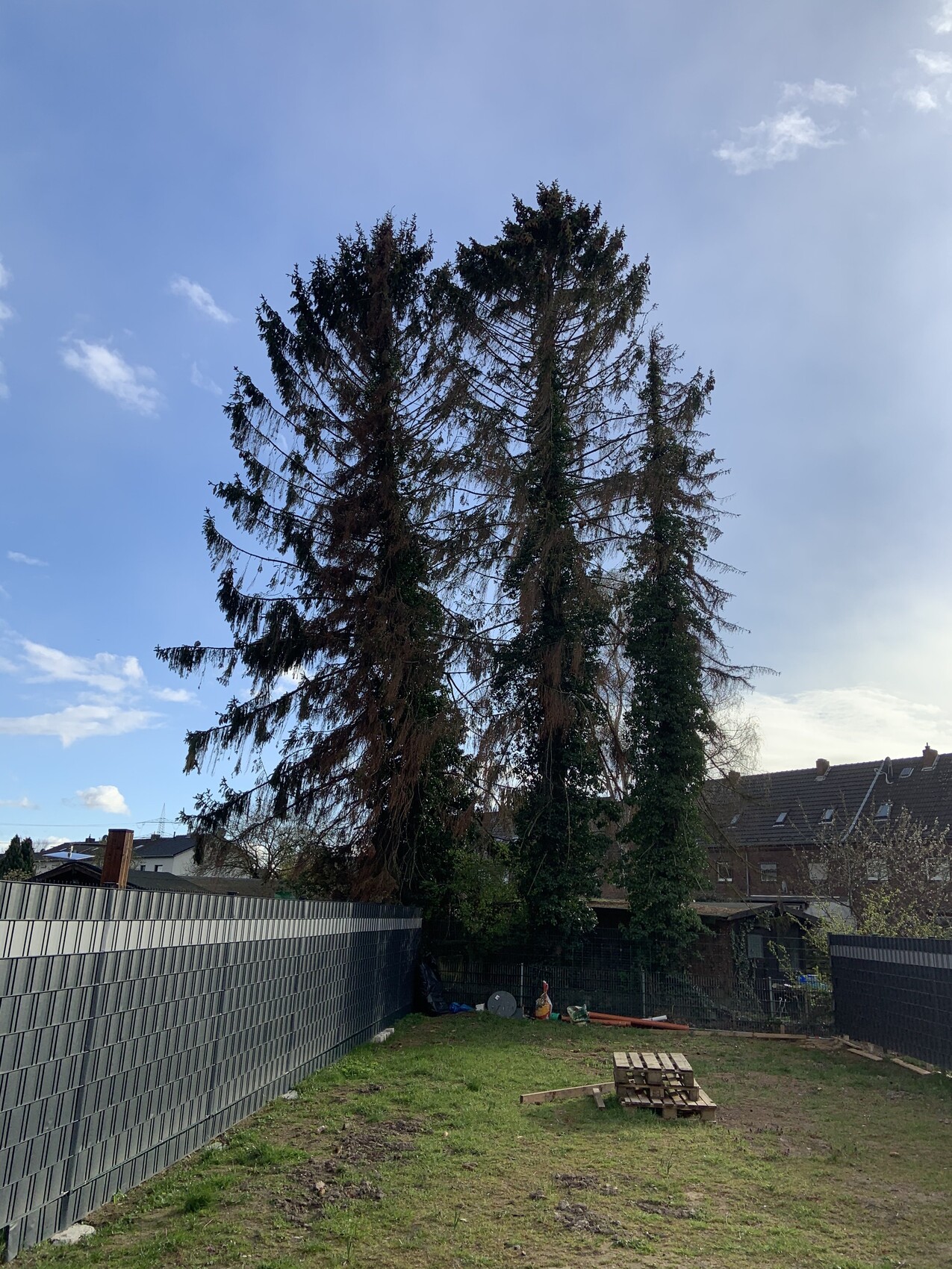 Garten mit hohen, schief stehenden Bäumen am Zaun; Paletten und Gerümpel im Vordergrund.
