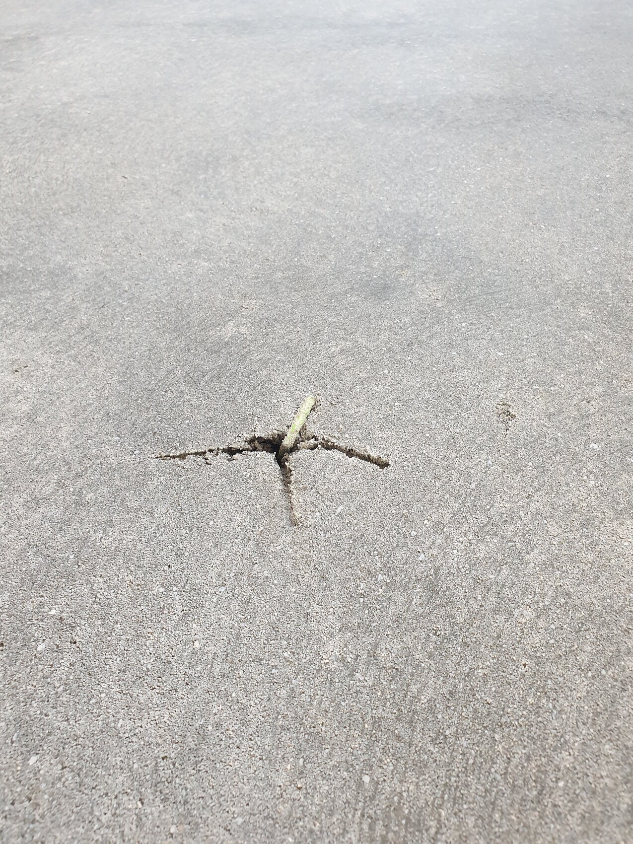 Grüner Grashalm wächst aus einem kreuzförmigen Riss im grauen Asphalt.