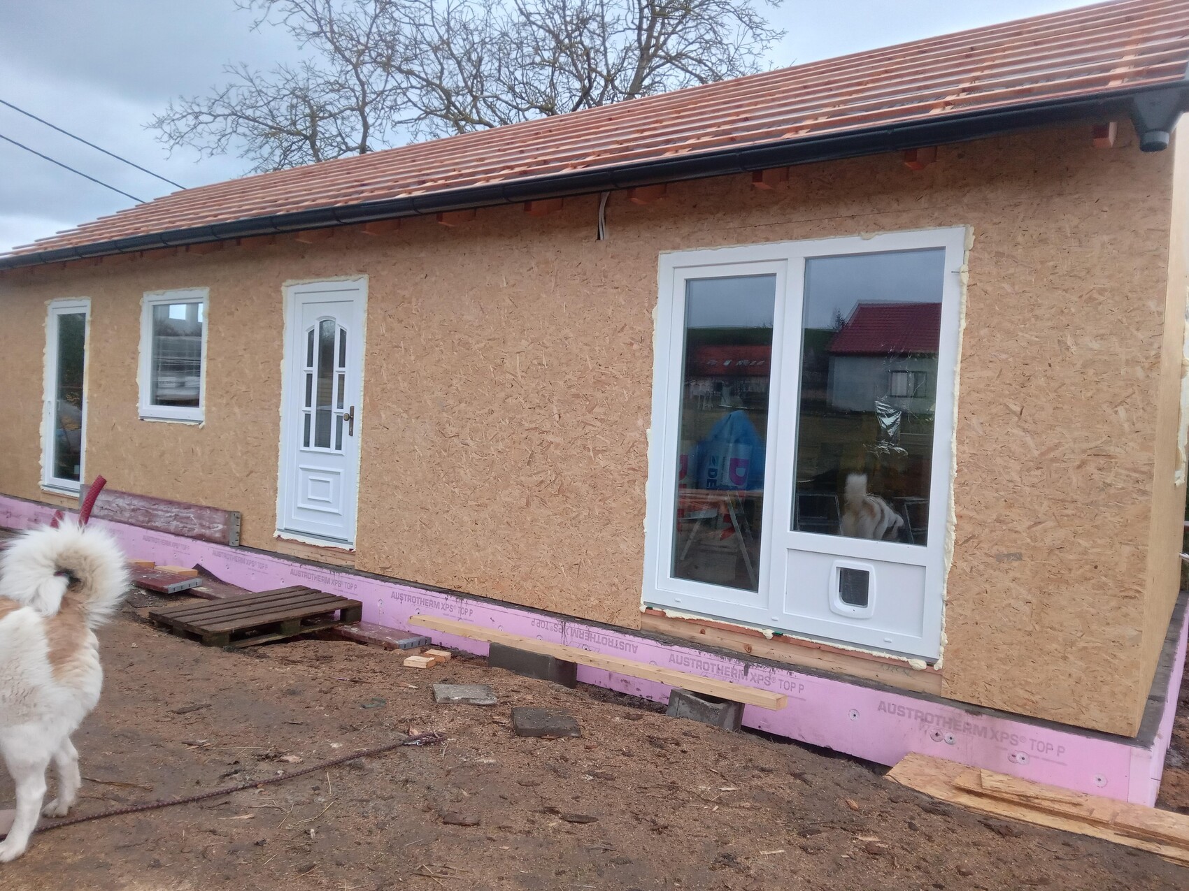 Rohbau eines Hauses mit OSB-Verkleidung, weiße Türen/Fenster; Hund links unten.