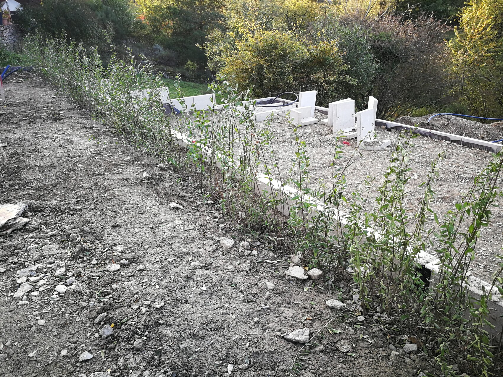 Baustelle im Freien: Reihe junger Sträucher entlang einer weißen Betonbasis, grober Kiesboden.