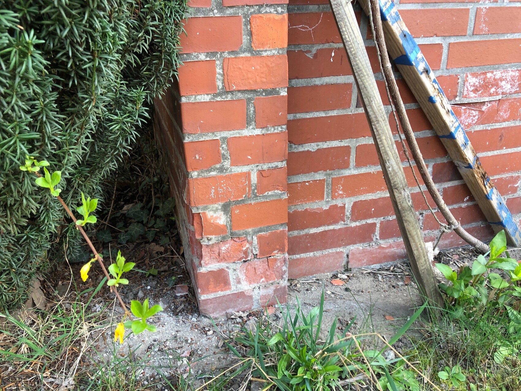 Eckbereich einer roten Backsteinwand mit schräg stehender Holzleiter und Grünpflanzen.