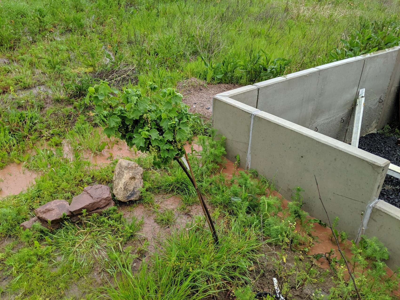 Kleiner Weinstock mit grünen Trauben neben einer halbfertigen Betonbaustelle im Gras.
