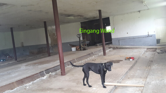 Ein schwarzer Hund steht in einer unfertigen Halle mit Stützen, einem Holzbrett und Bauutensilien.