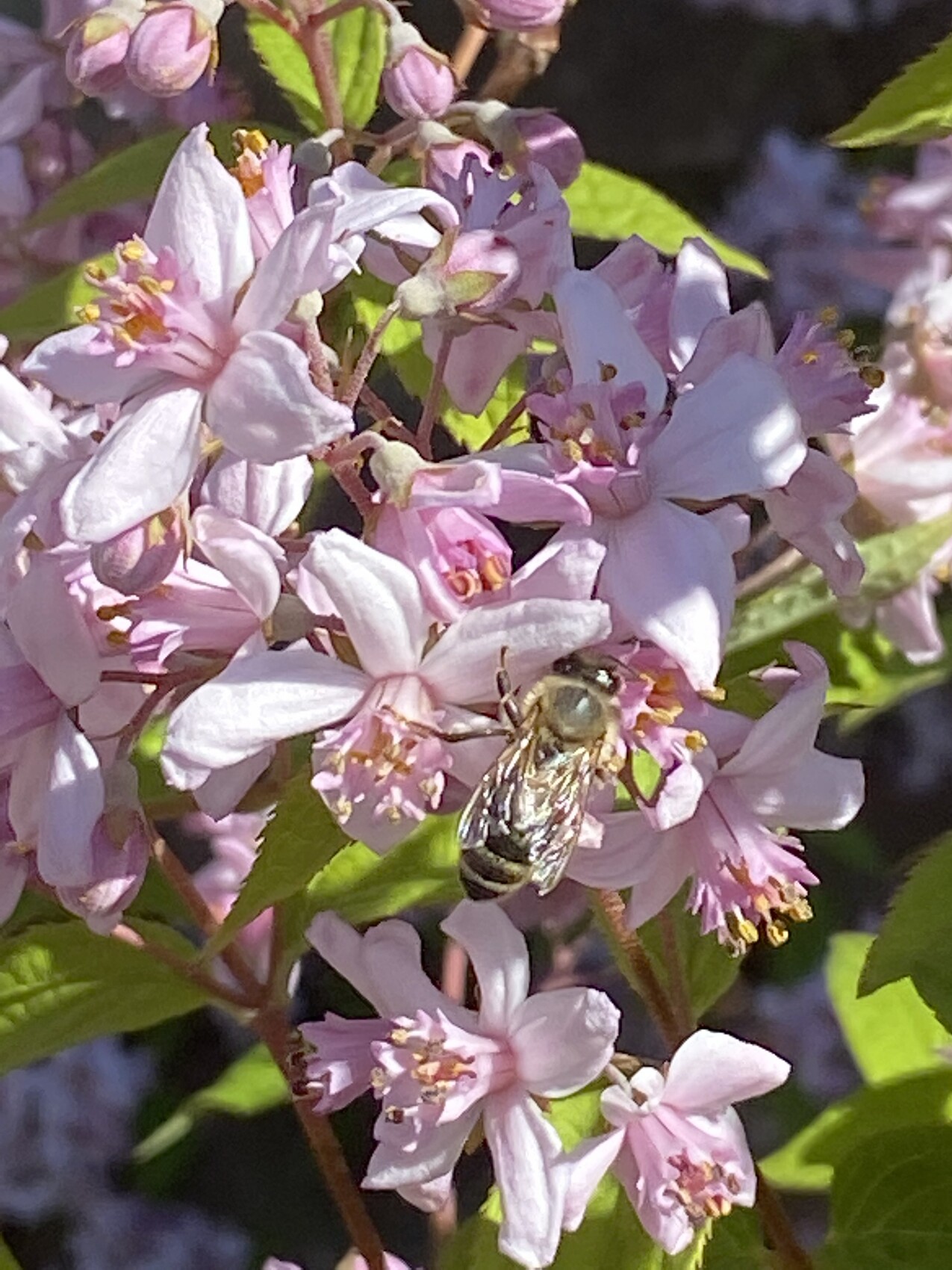 Eine Biene sammelt Nektar von hellrosa Kirschblüten an einem Zweig.
