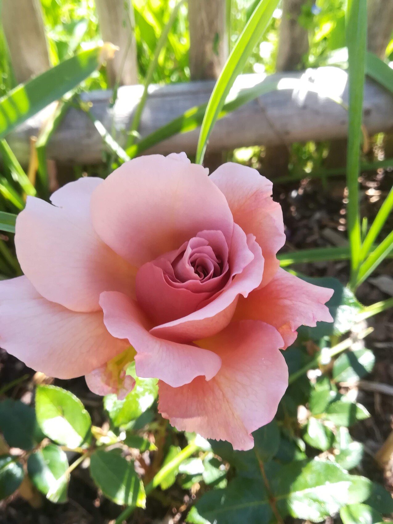 Nahaufnahme einer rosa Rose mit zarten Blütenblättern, grüne Blätter im Hintergrund