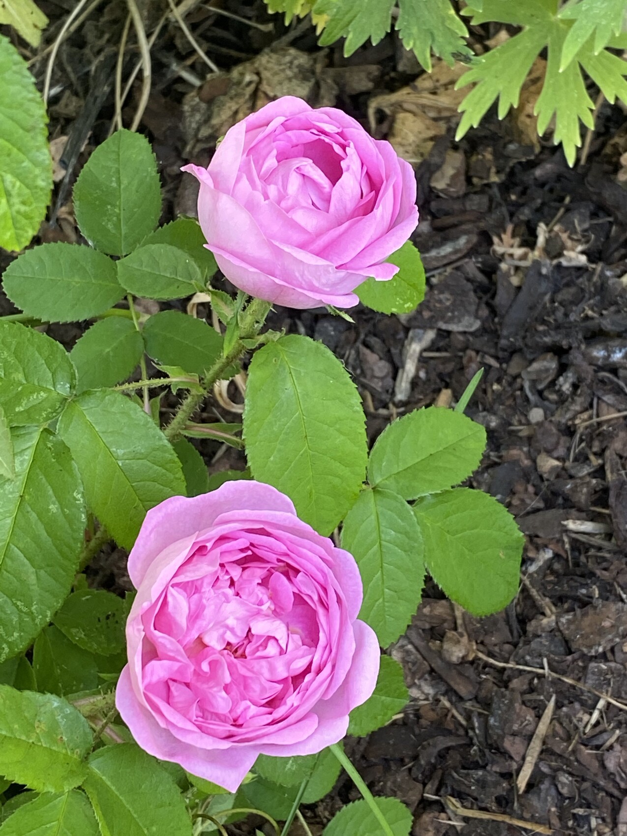 Zwei rosa Rosenblüten wachsen in einem Beet, umgeben von grünen Blättern; Mulchboden ist sichtbar.