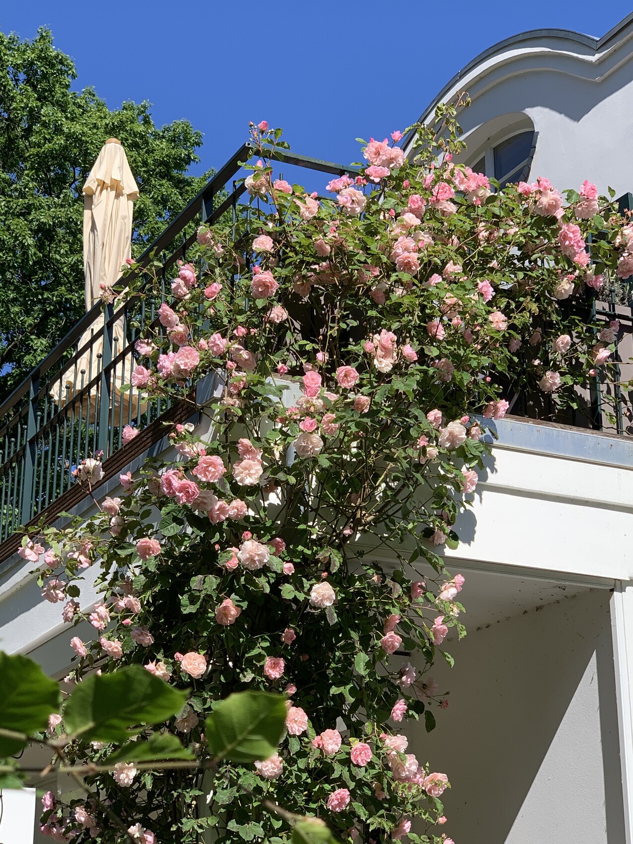 Weiße Fassade mit Balkon, rosa Rosen ranken, beige Sonnenschirm, blauer Himmel.