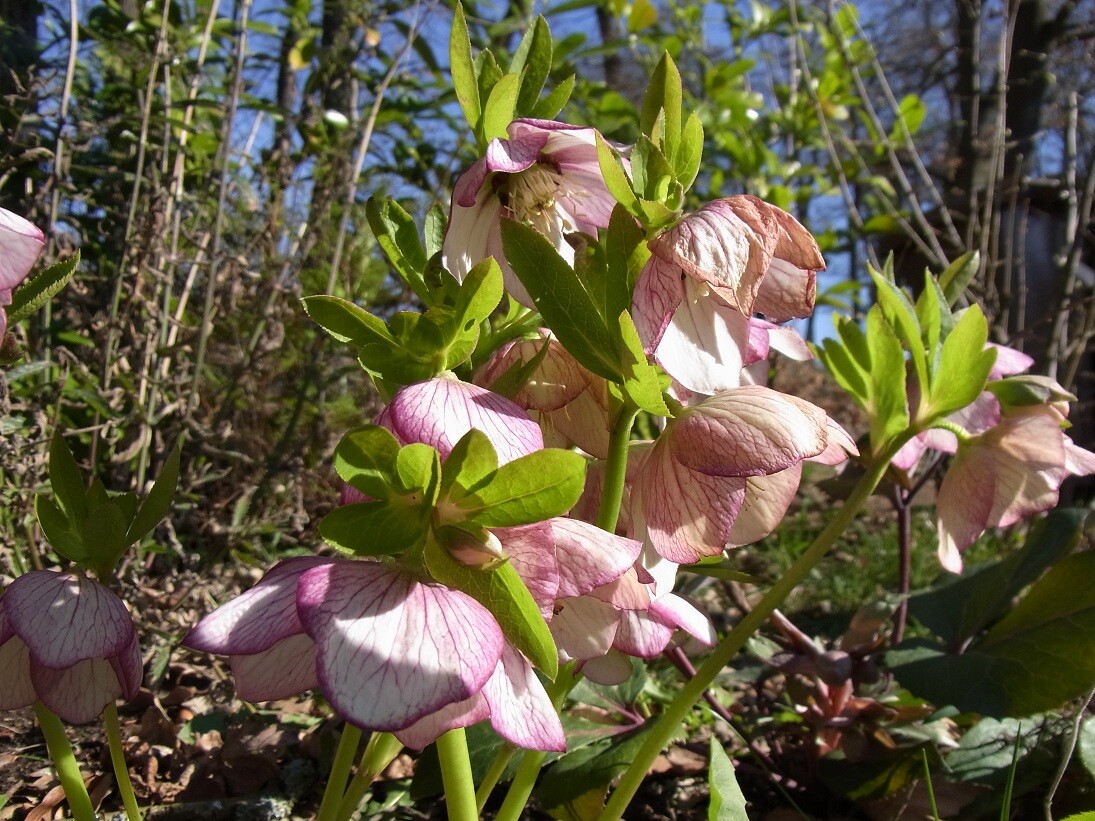 Lenzrose (Helleborus) mit pinken, hängenden Blüten und grünen Blättern im Garten.