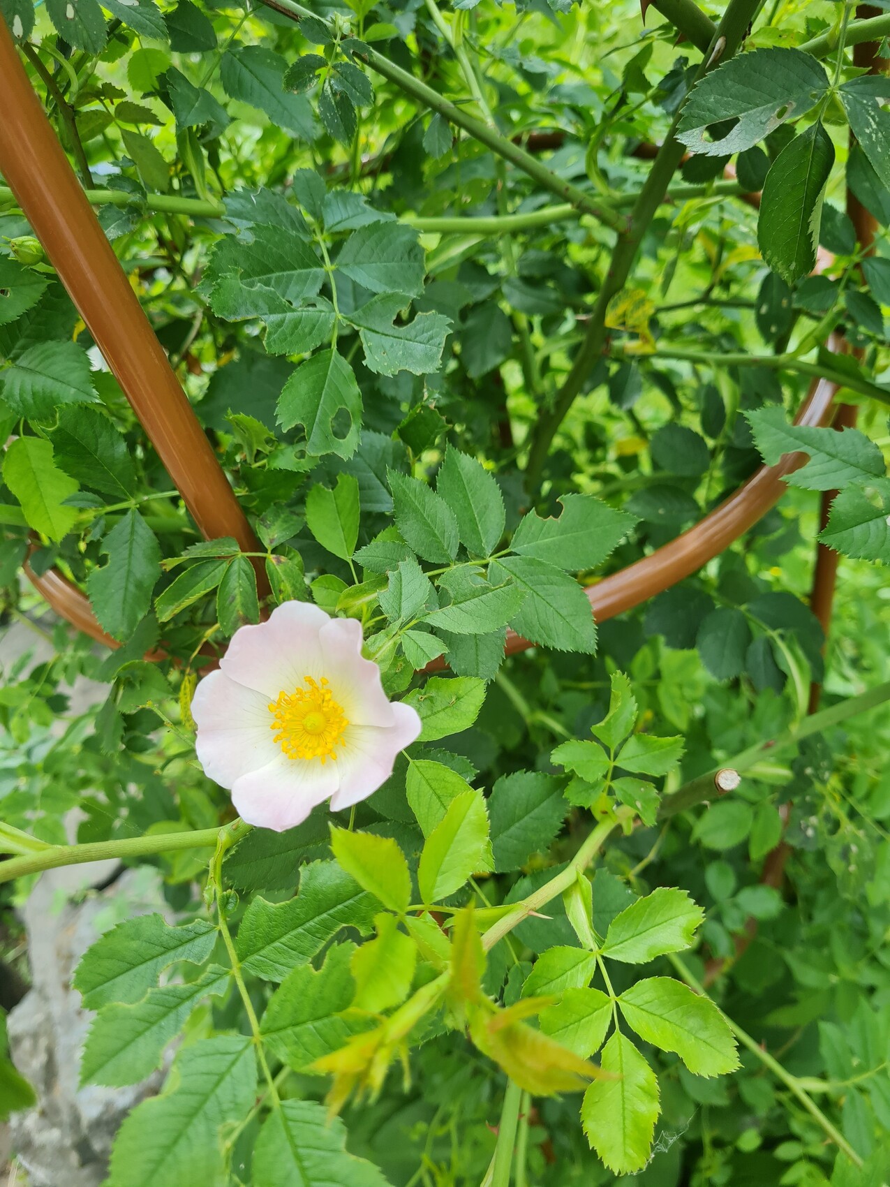Zart rosa Blüte mit gelber Mitte an einer Rosenpflanze, umgeben von grünem Blattwerk.